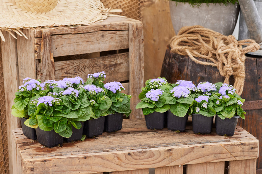 Ageratum Kona Blue
