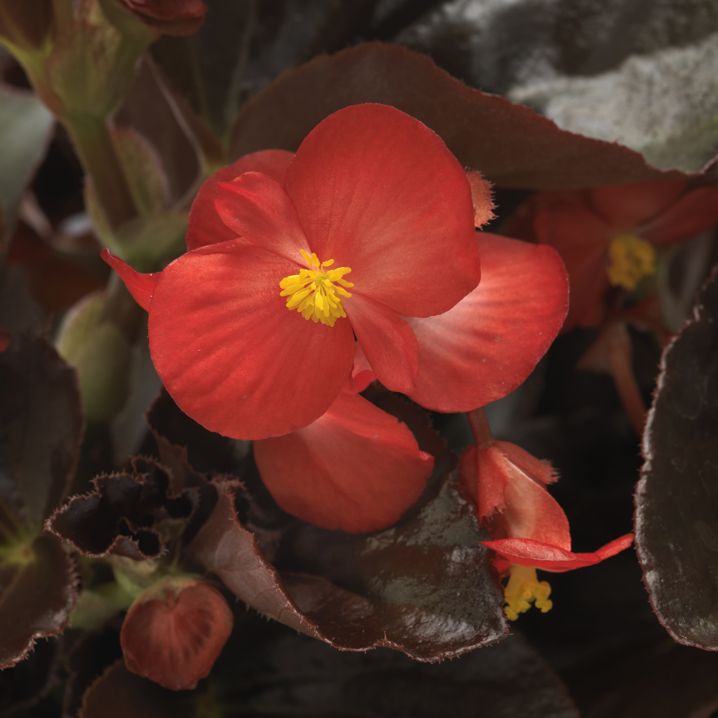 Begonia Baby Wing Red Bronze Leaf