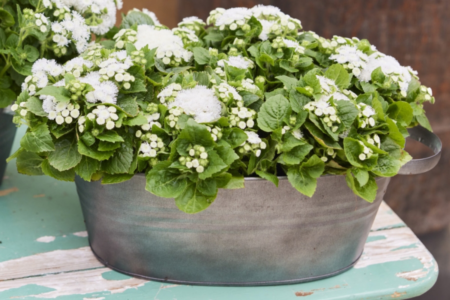 Ageratum Kona White