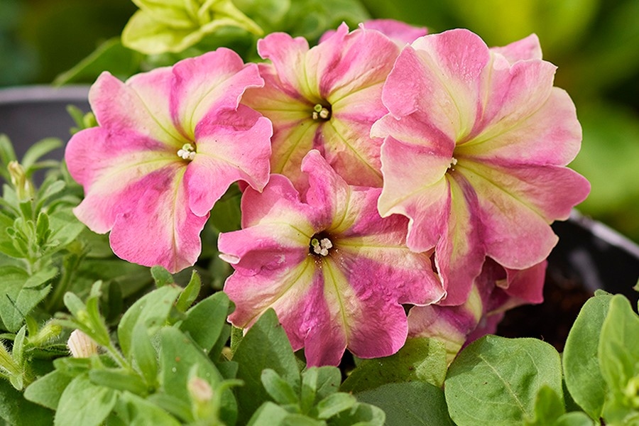 Petunia Shake Strawberry