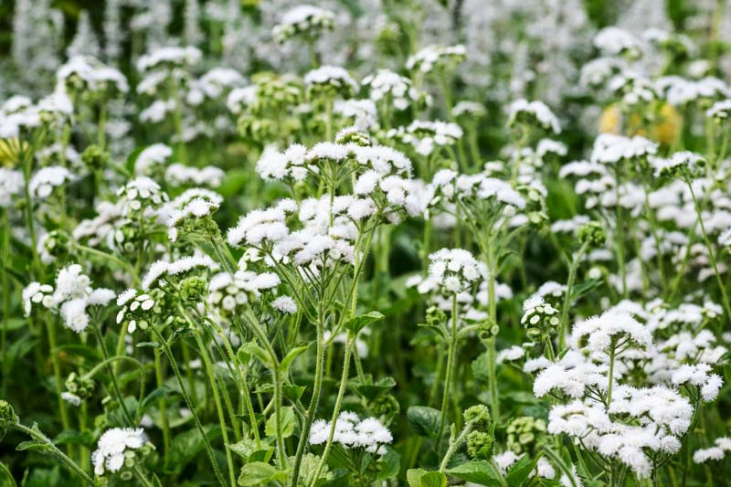 Ageratum White Bouquet
