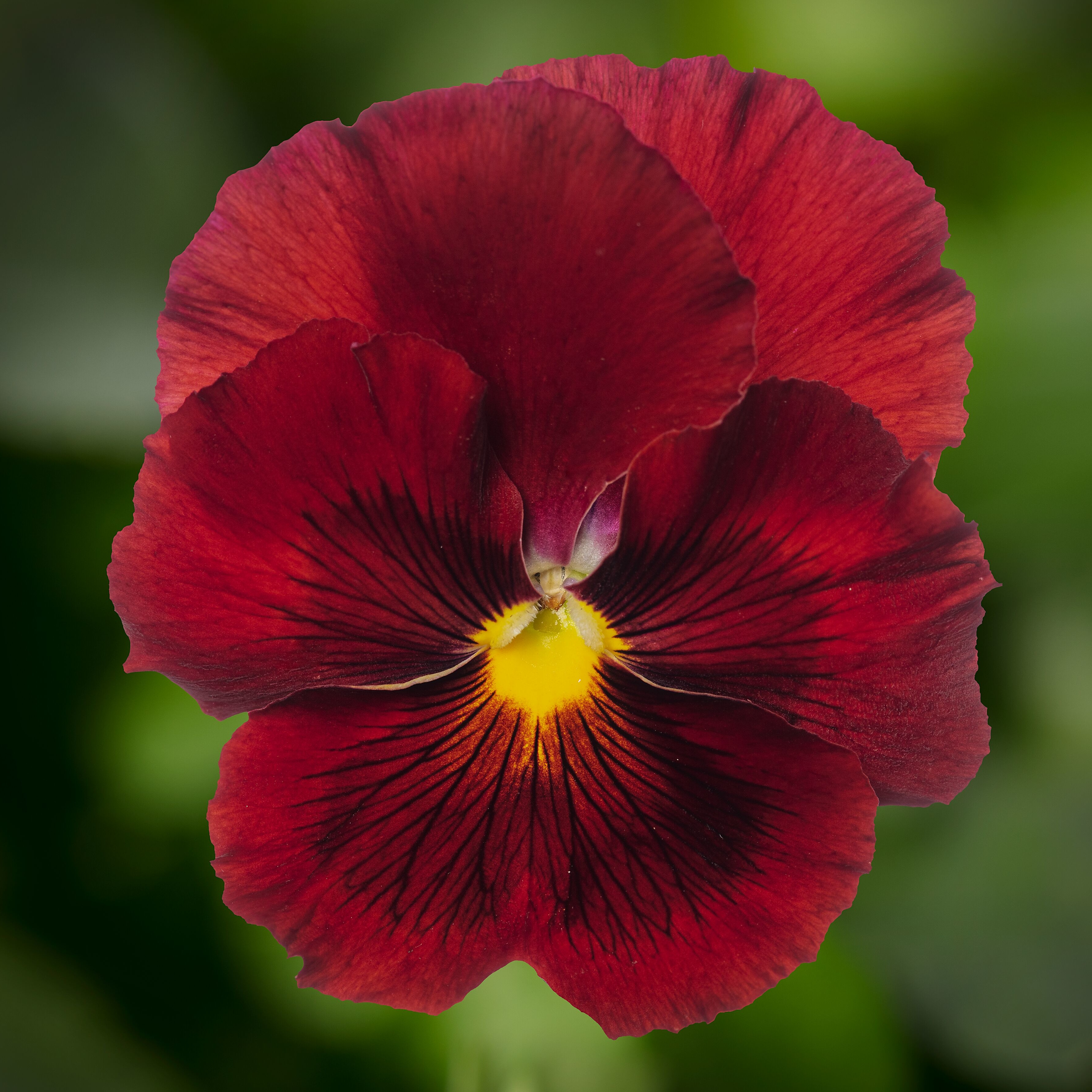 Pansy Pure Red