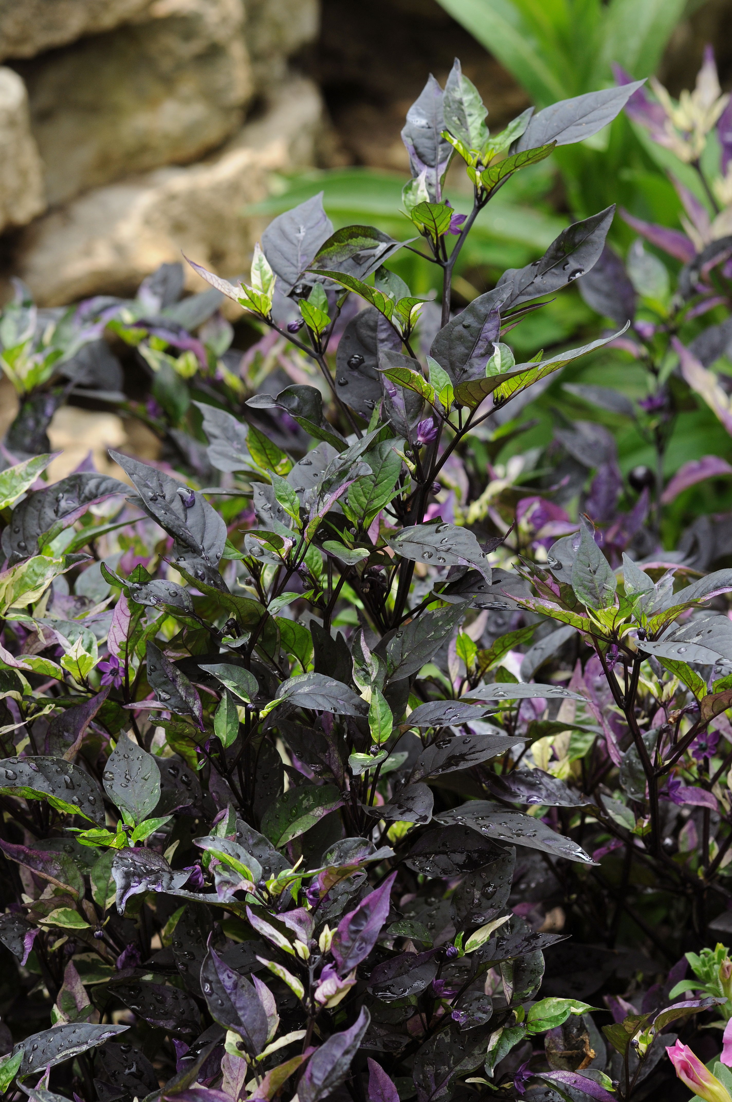 Ornamental Pepper Purple Flash