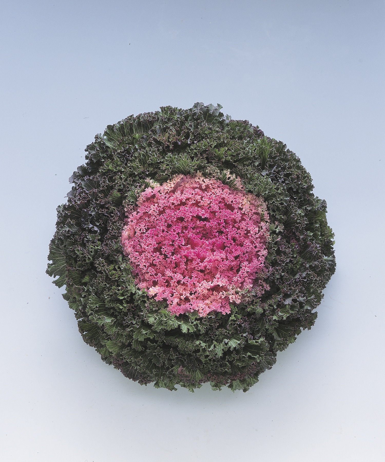 Flowering Kale Kamome Pink
