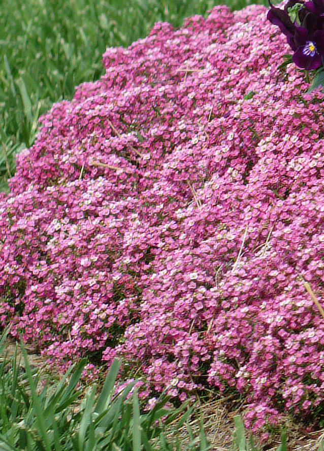 Alyssum Easter Bonnet Deep Pink