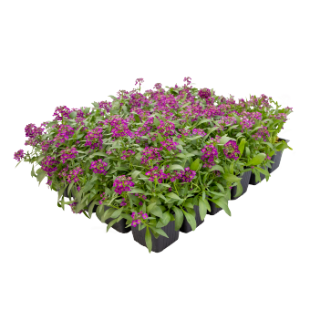 Alyssum Wonderland Deep Purple