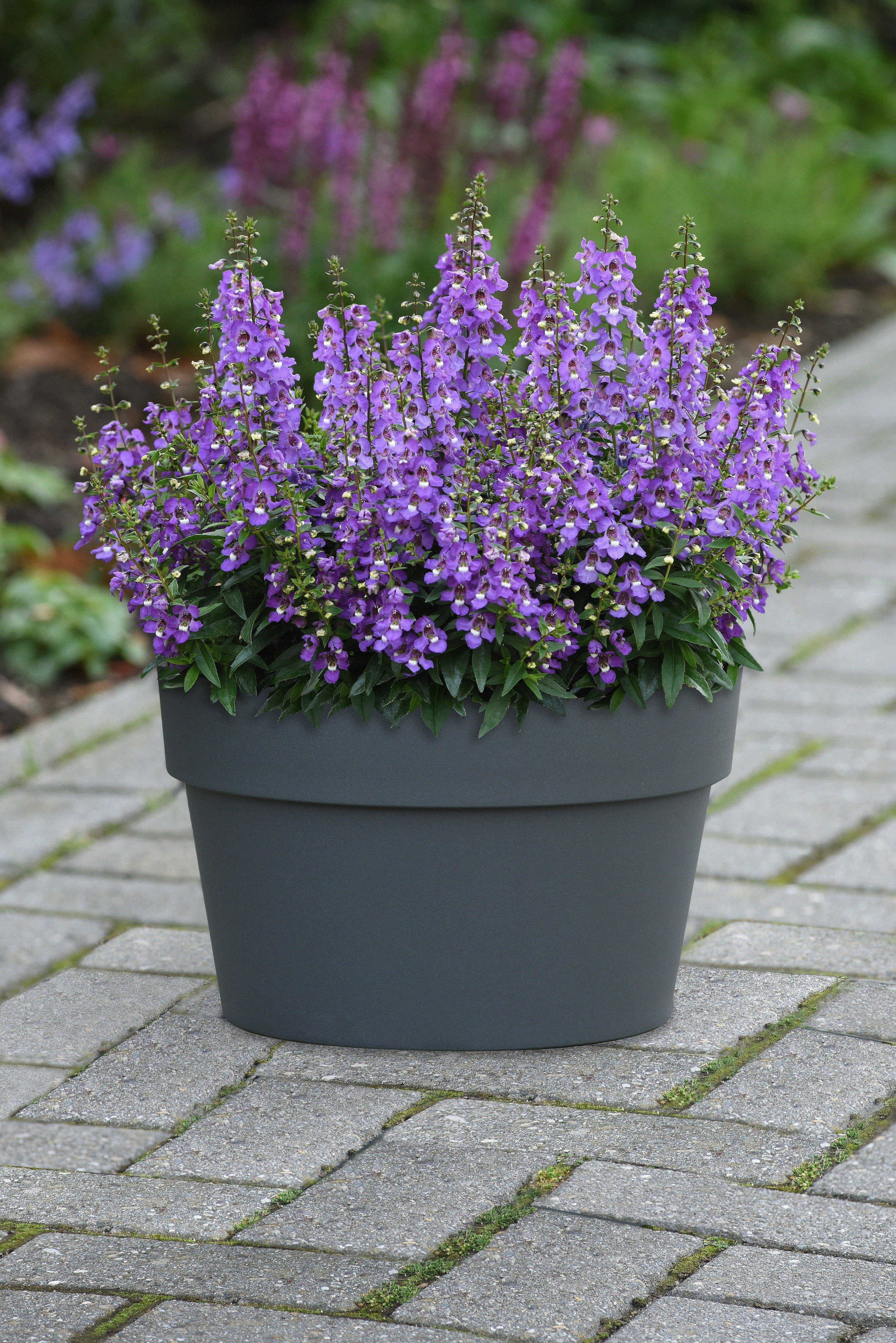 Angelonia Serena Blue