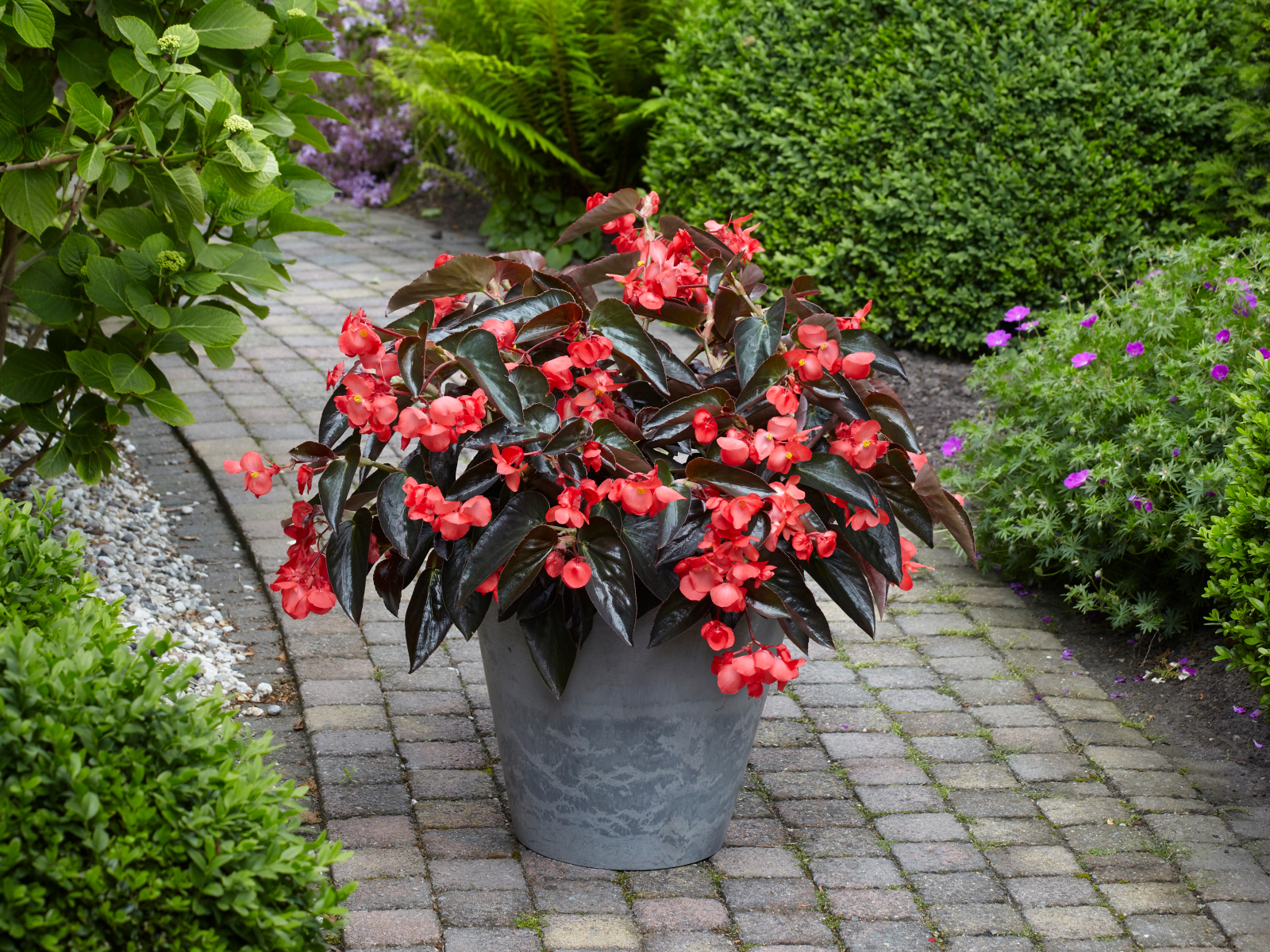 Begonia Dragon Wing Red Green Leaf