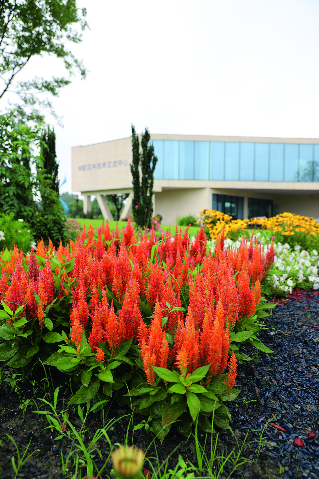 Celosia Fresh Look Orange