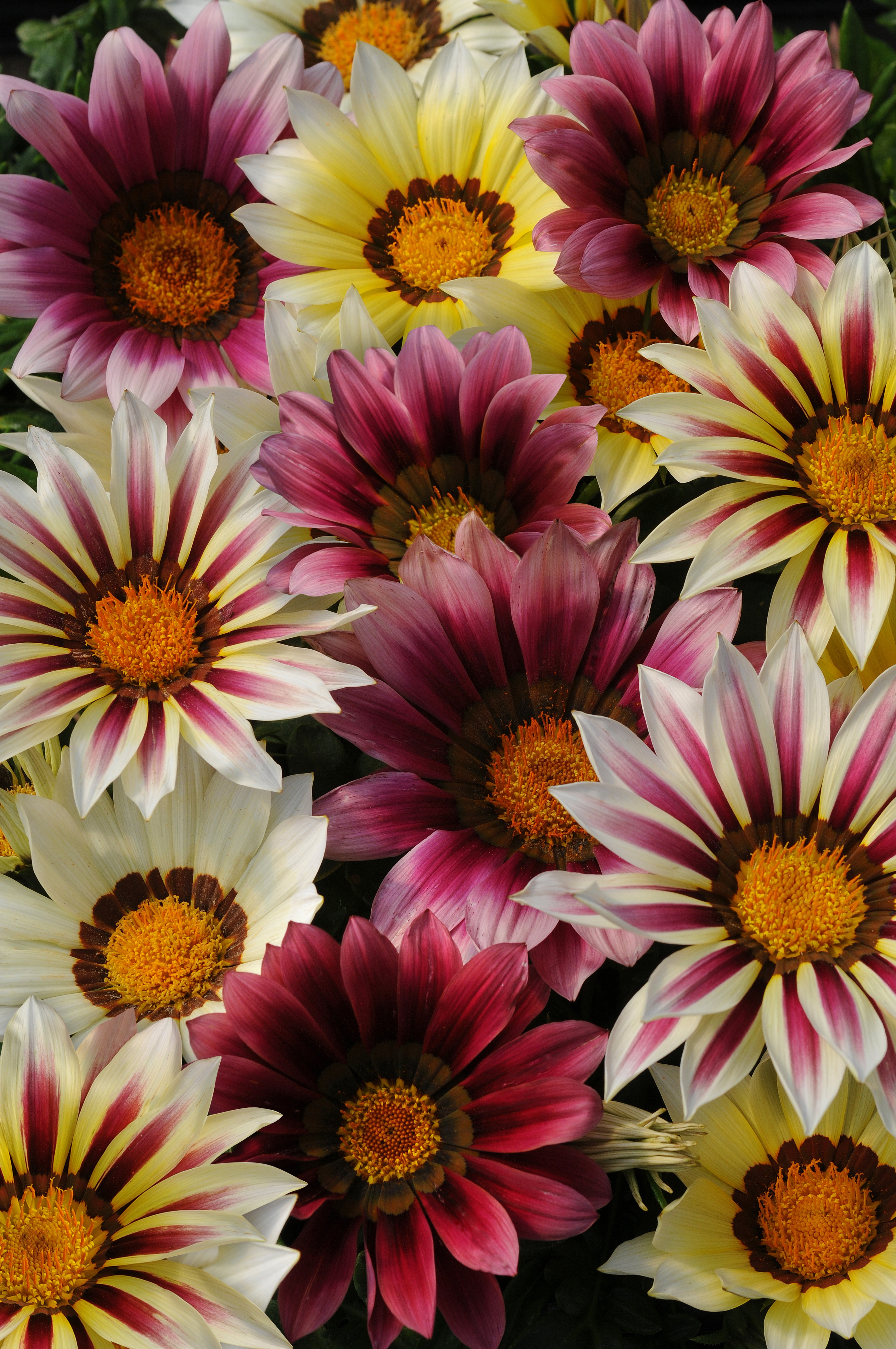 Gazania New Day Strawberry Short Cake Mix