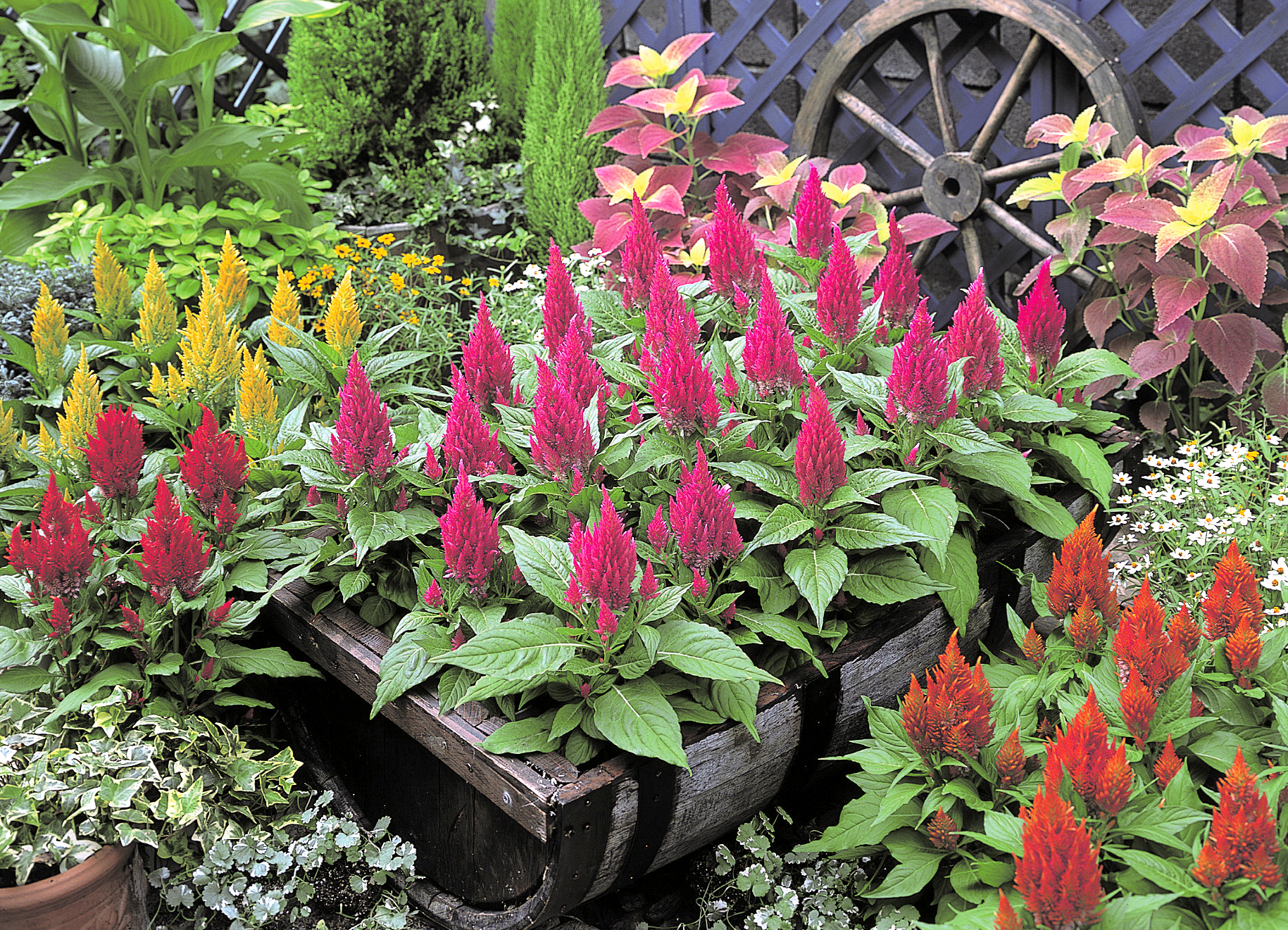 Celosia Castle Mix