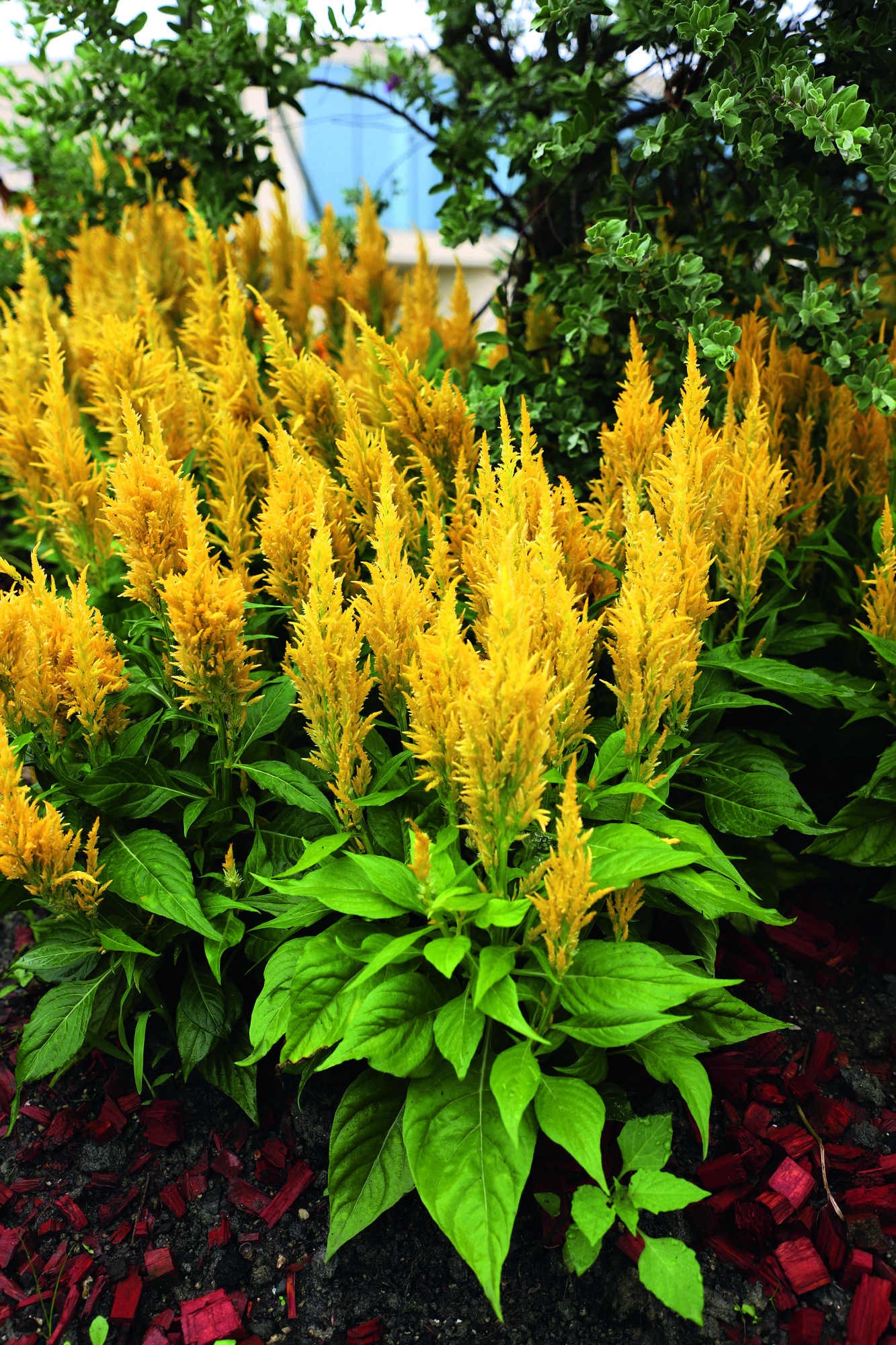 Celosia Fresh Look Yellow