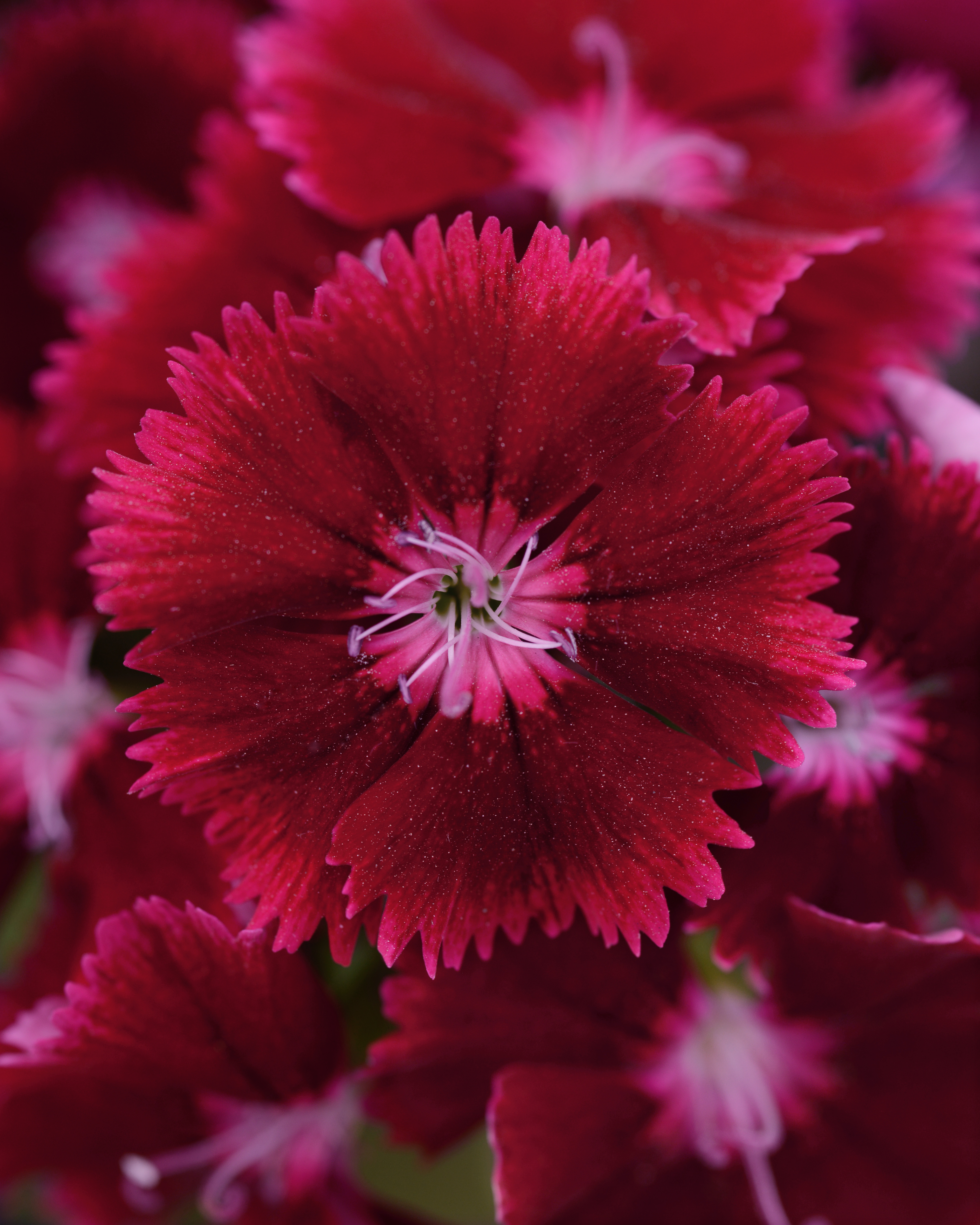 Dianthus Crimson