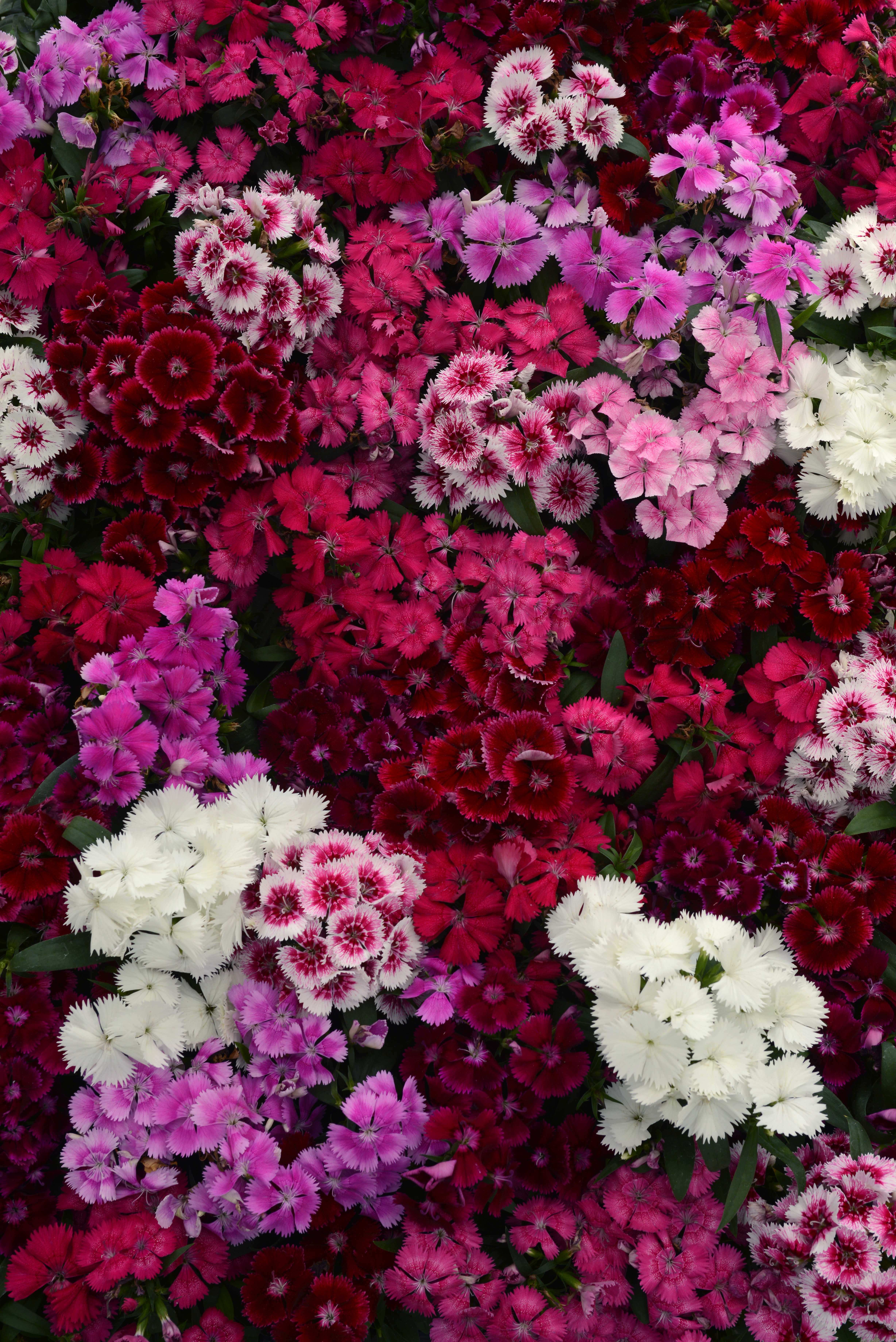 Dianthus Floral Lace Mix