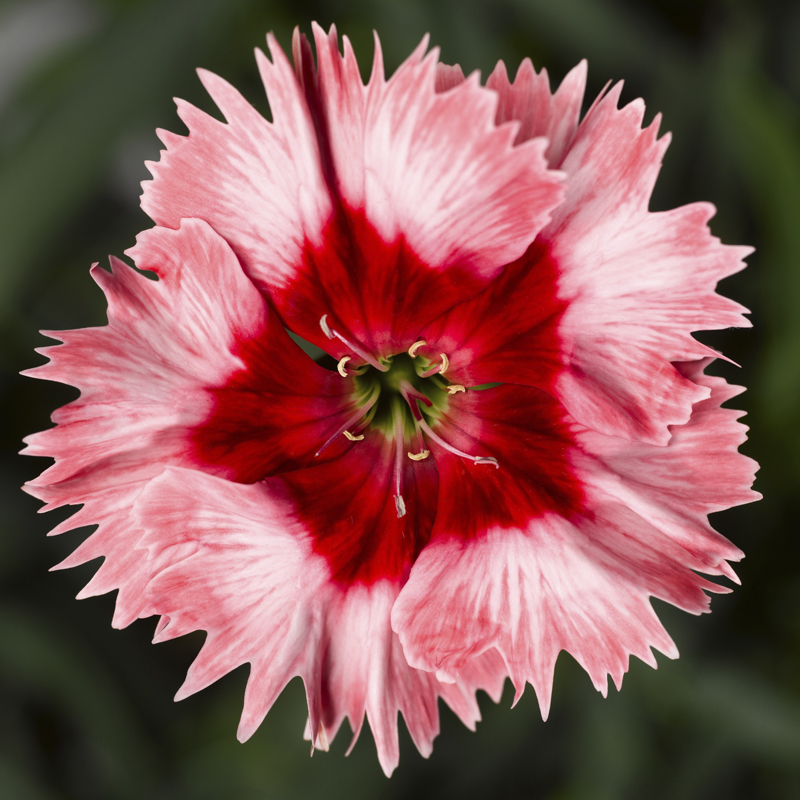 Dianthus Super Parfait Strawberry