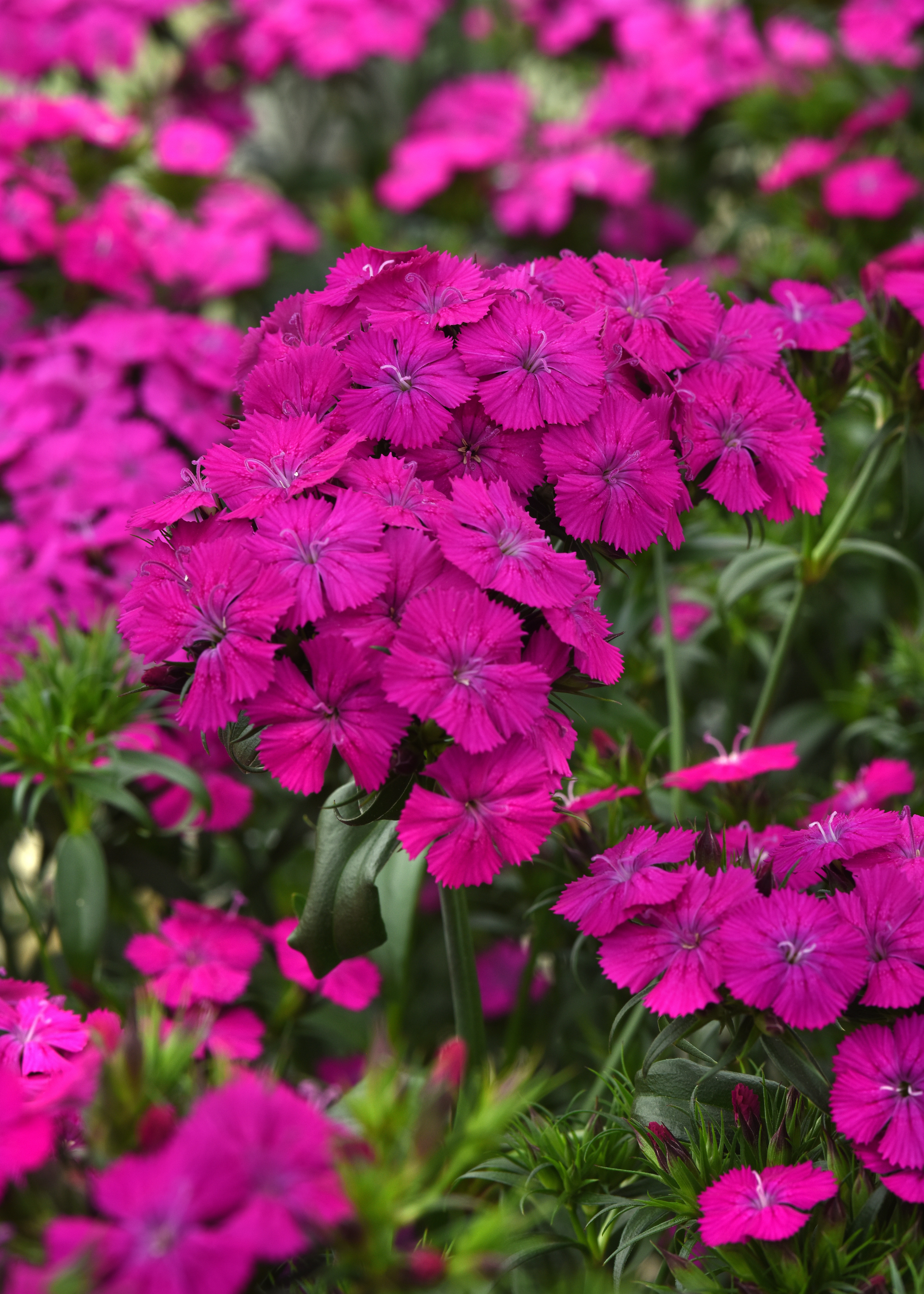 Dianthus Amazon Neon Purple