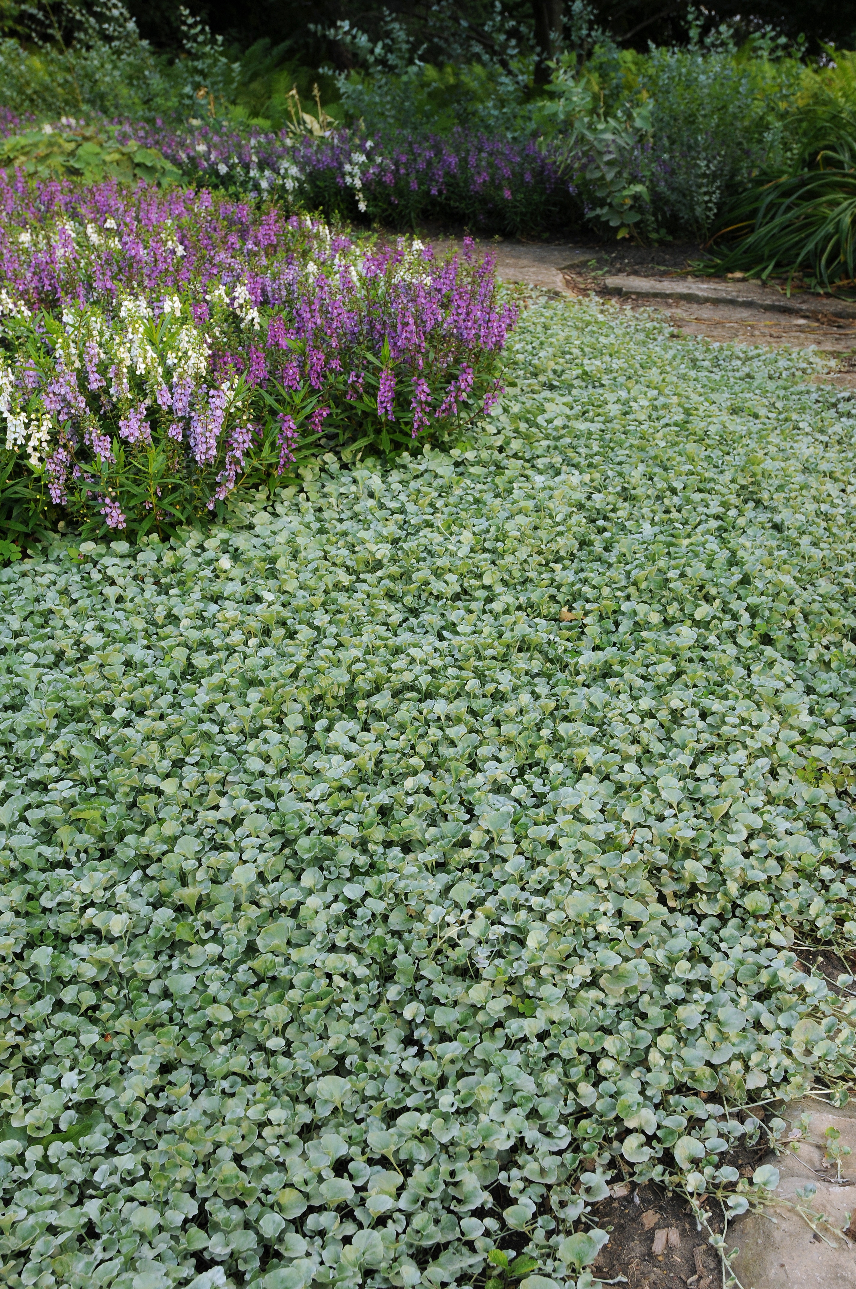 Dichondra Silver Falls