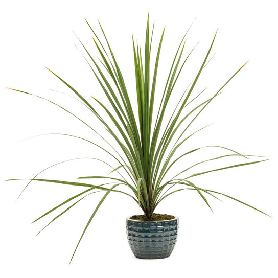 Dracaena Spikes