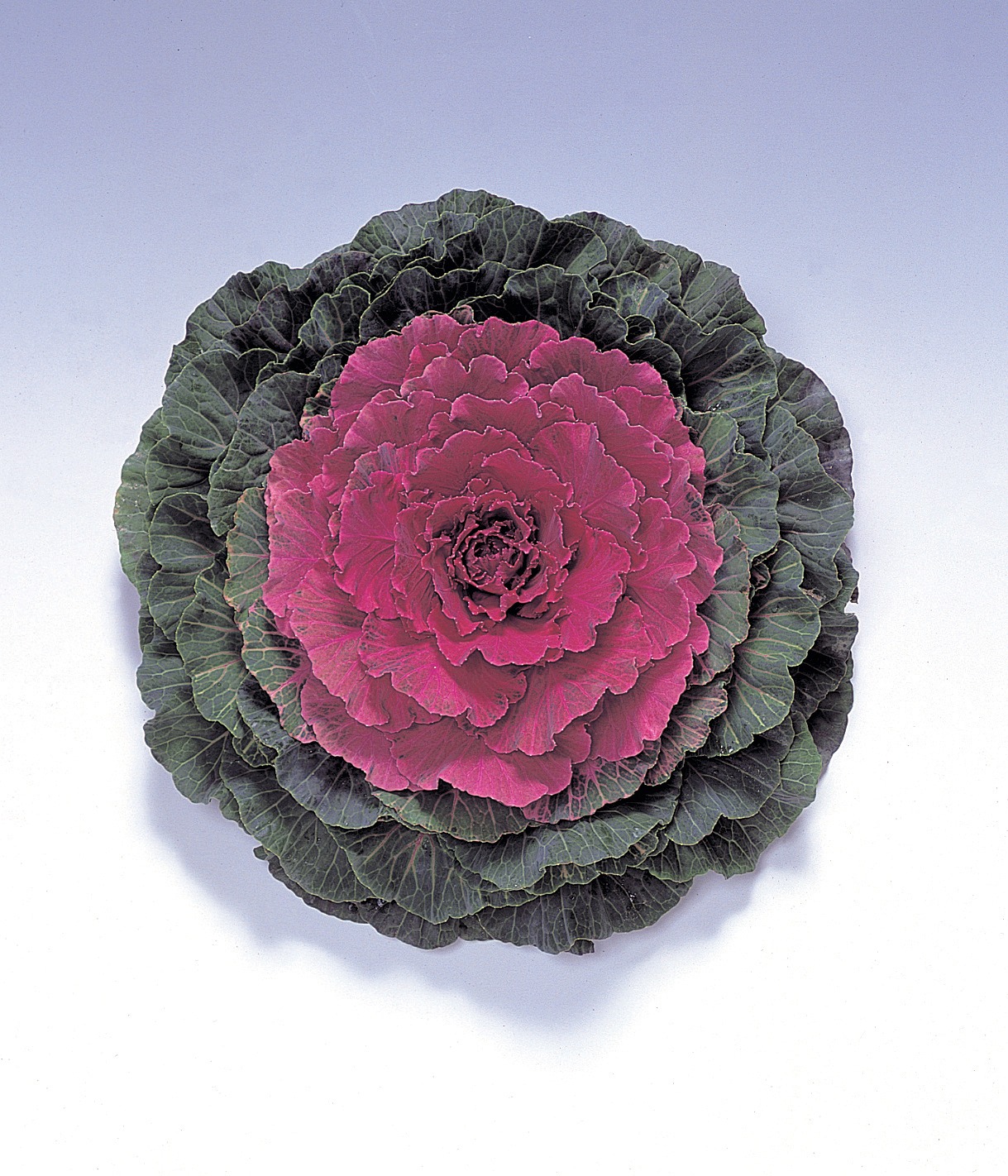 Flowering Cabbage Pigeon Red