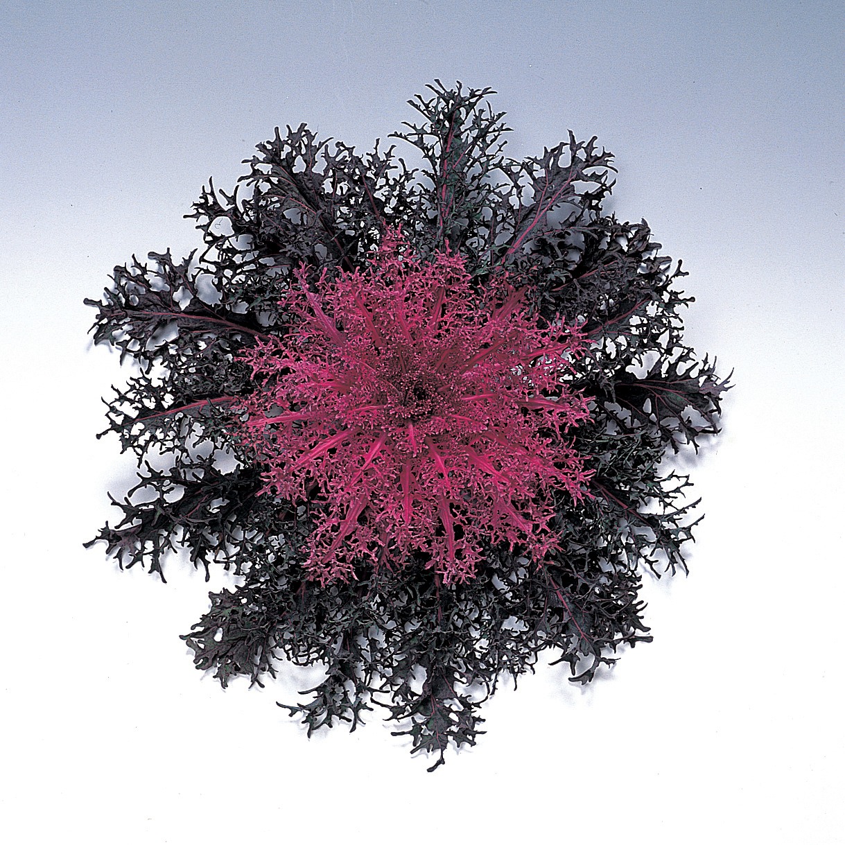 Flowering Kale Peacock Red
