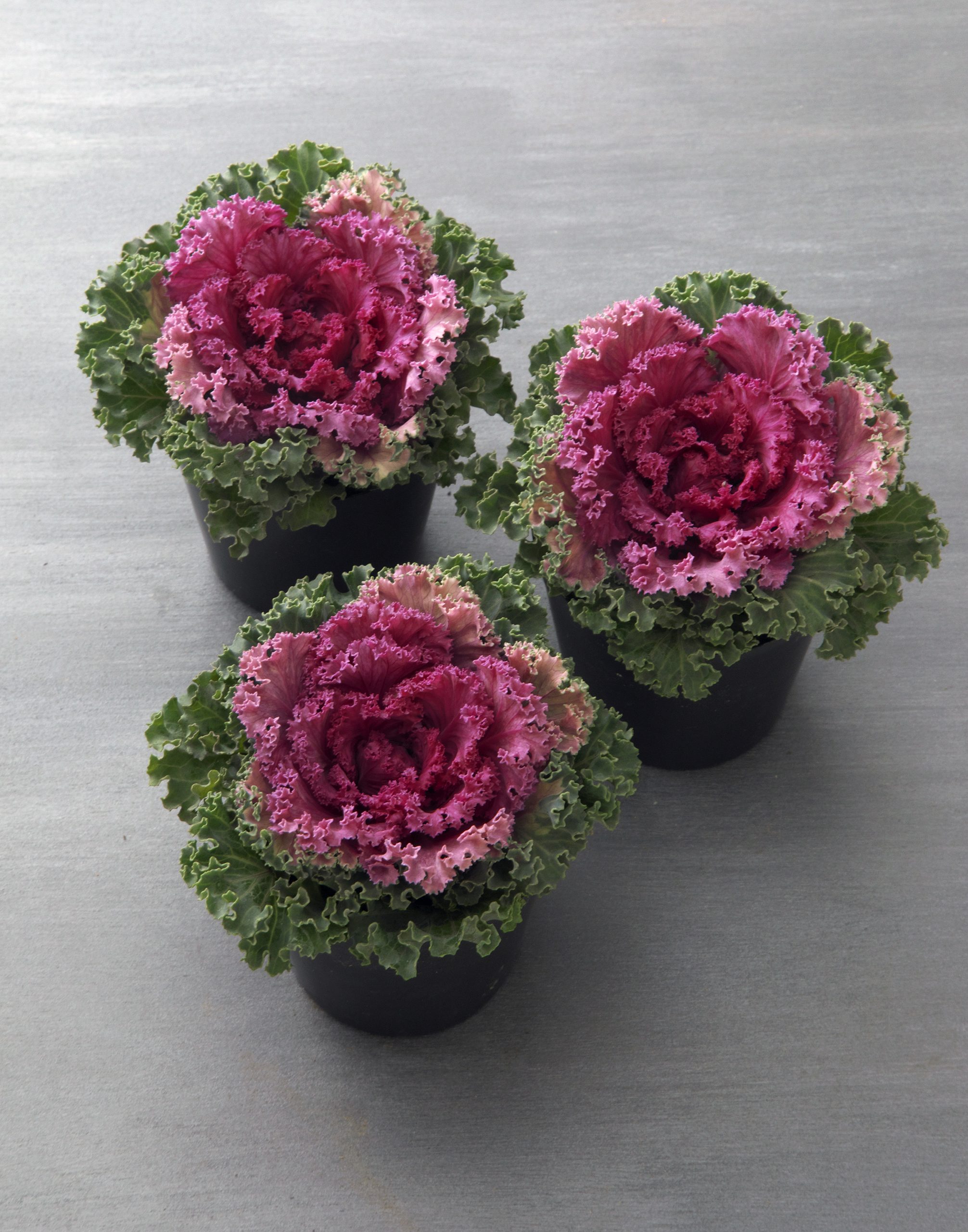 Flowering Kale Kamome Red