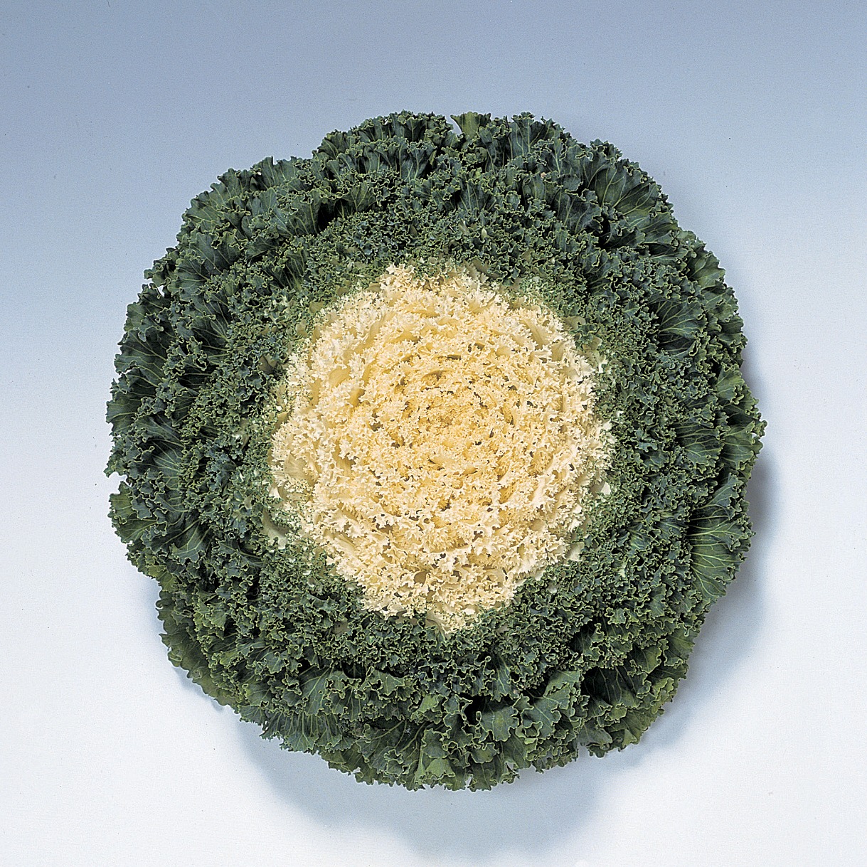 Flowering Kale Kamome White