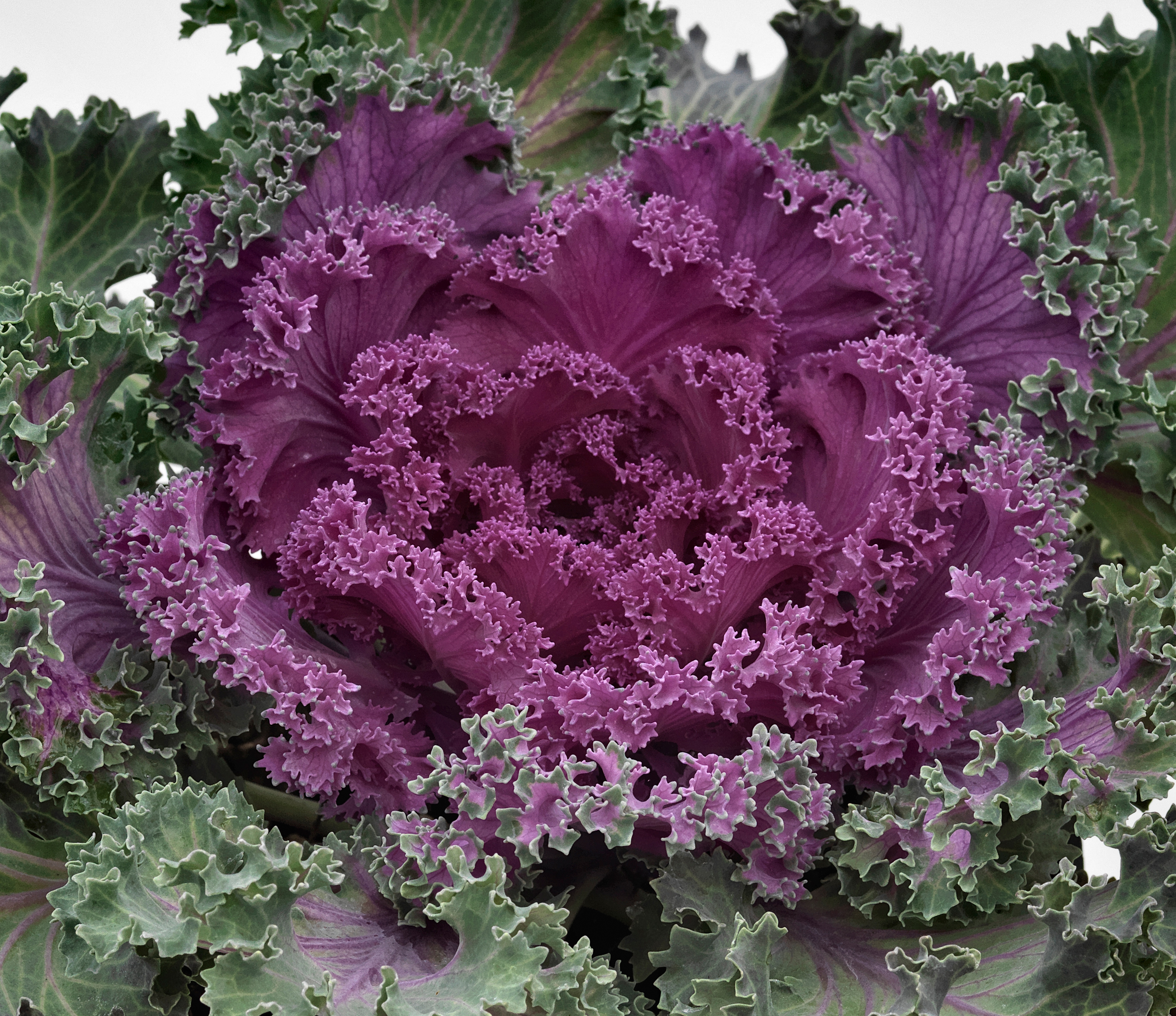 Flowering Kale Nagoya Red