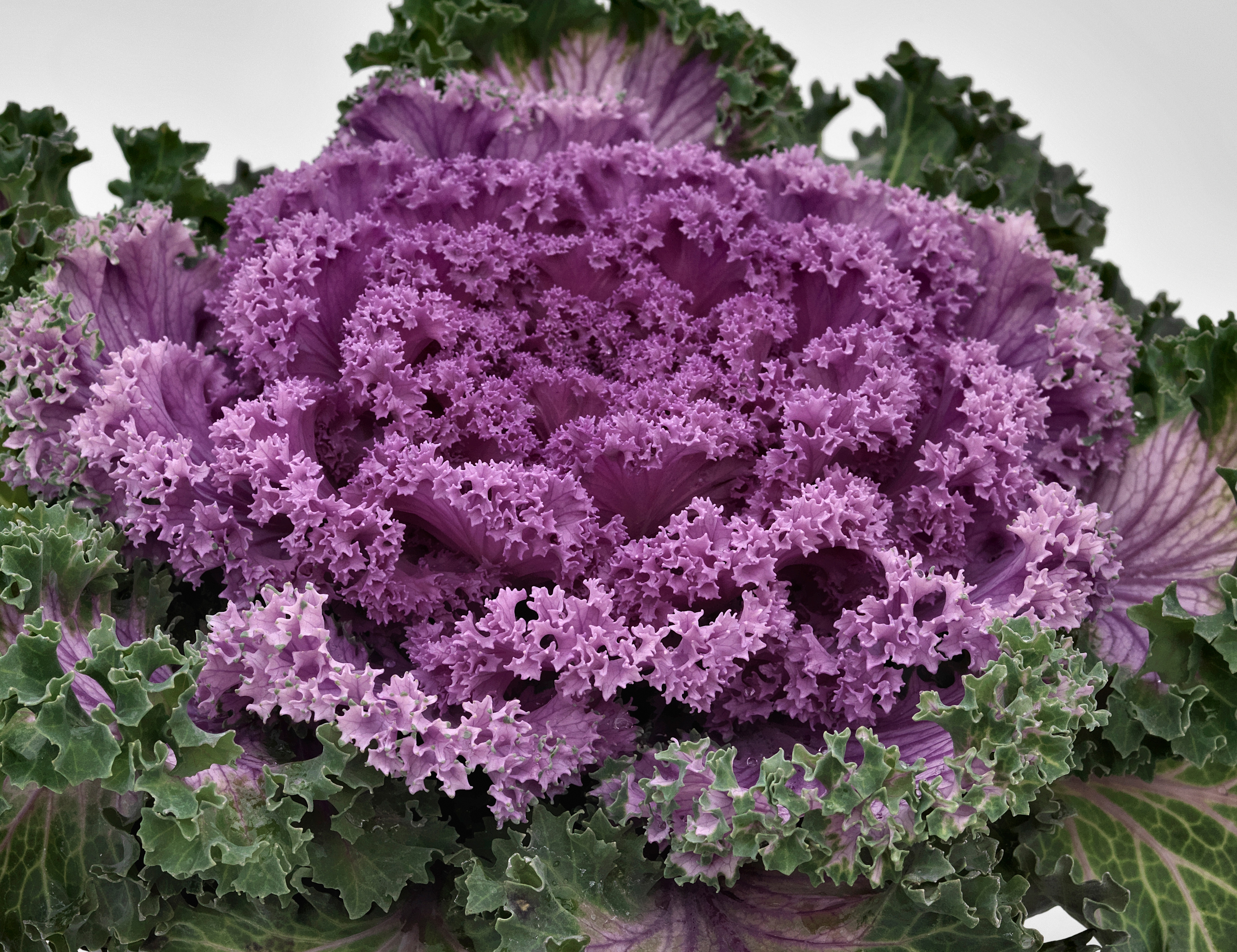Flowering Kale Nagoya Rose