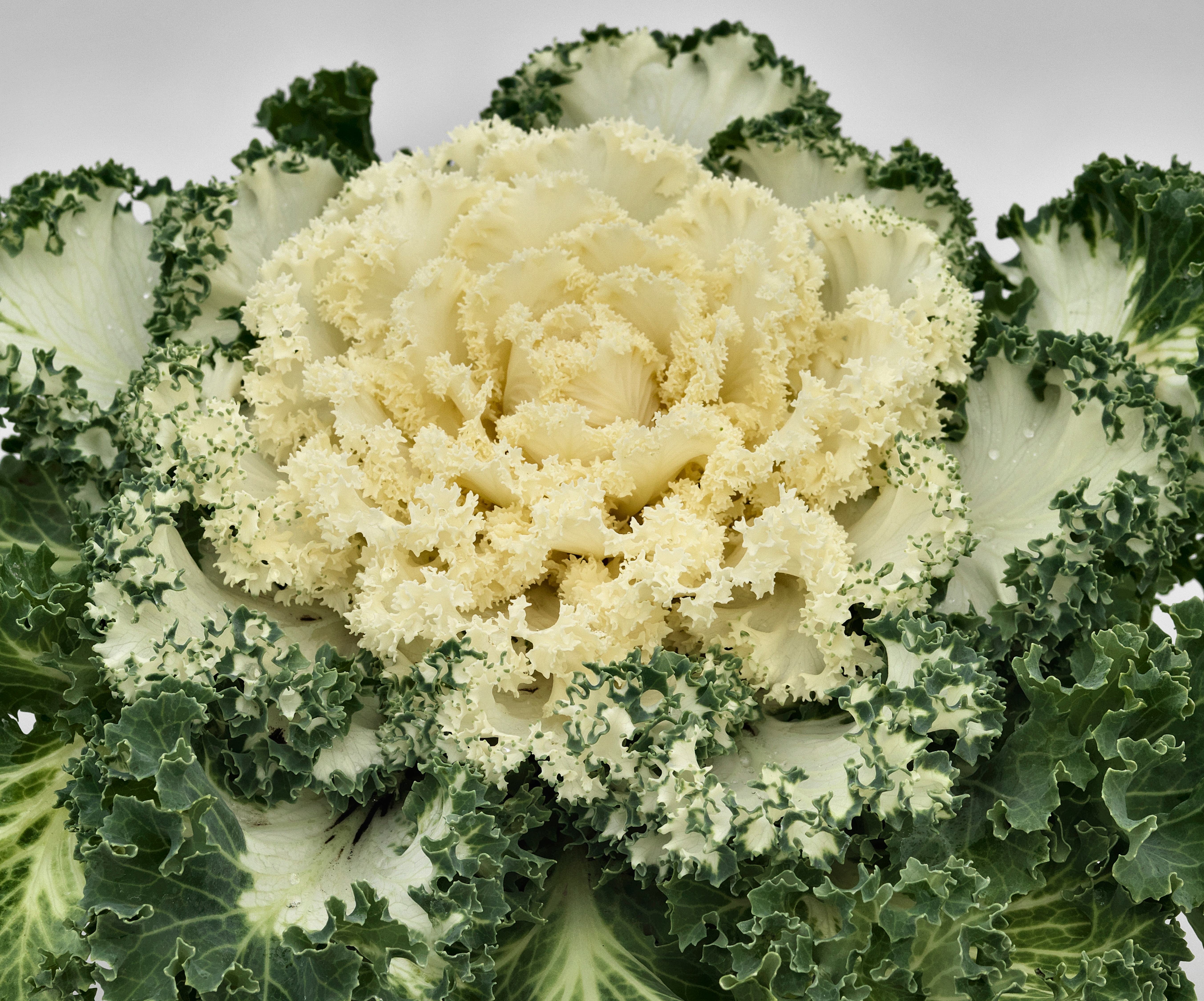 Flowering Kale Nagoya White