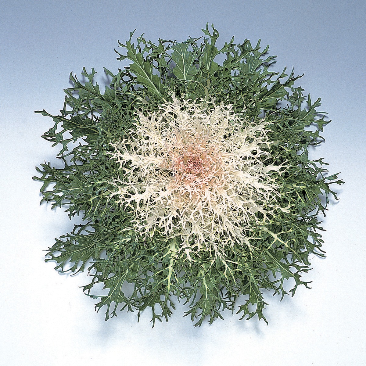 Flowering Kale Peacock White