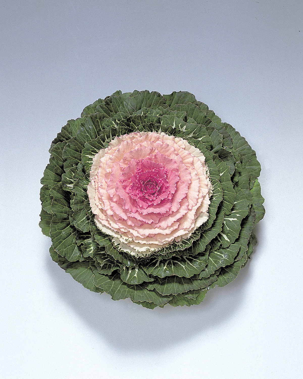 Flowering Cabbage Pigeon Pink