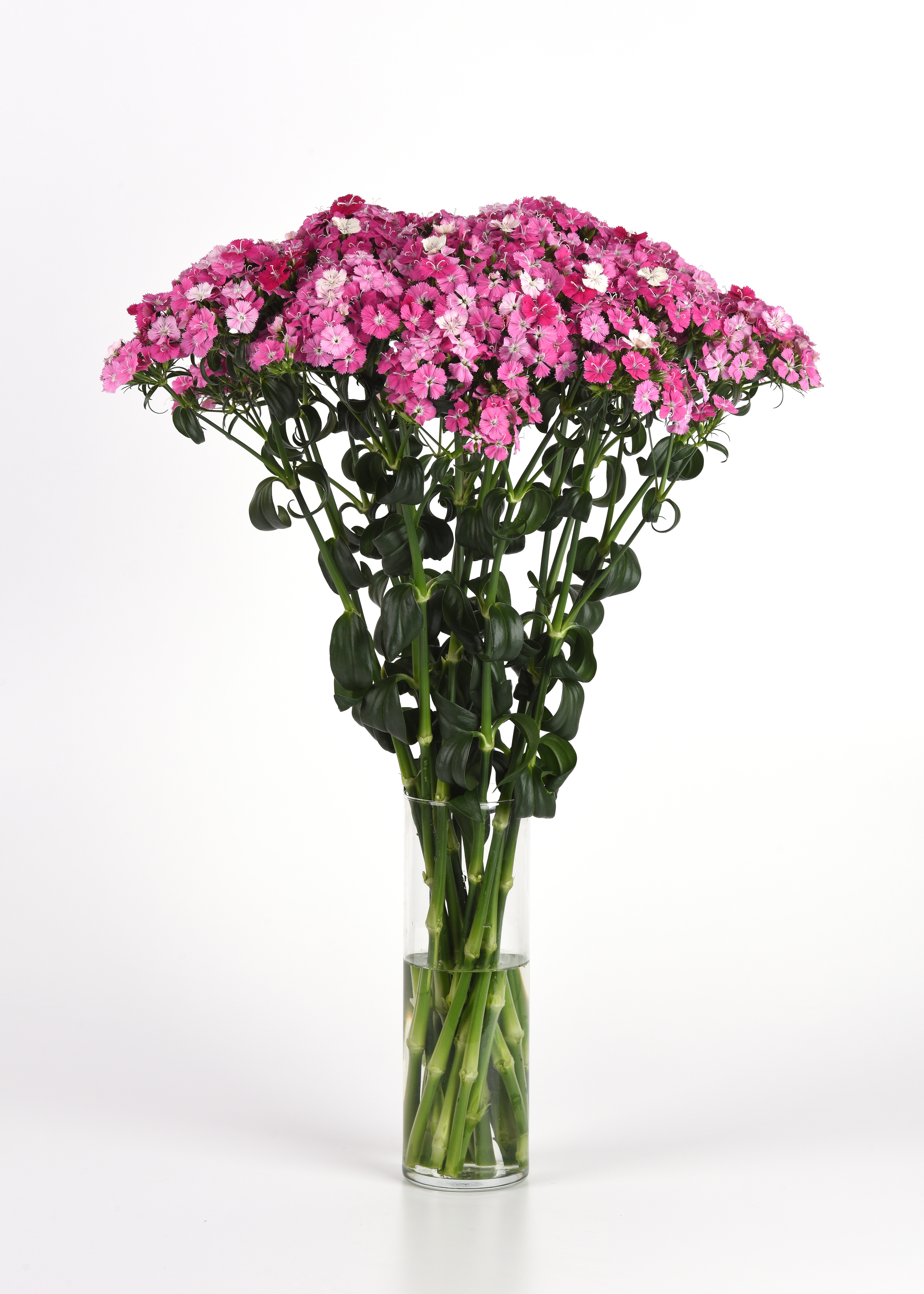 Dianthus Amazon Rose Magic