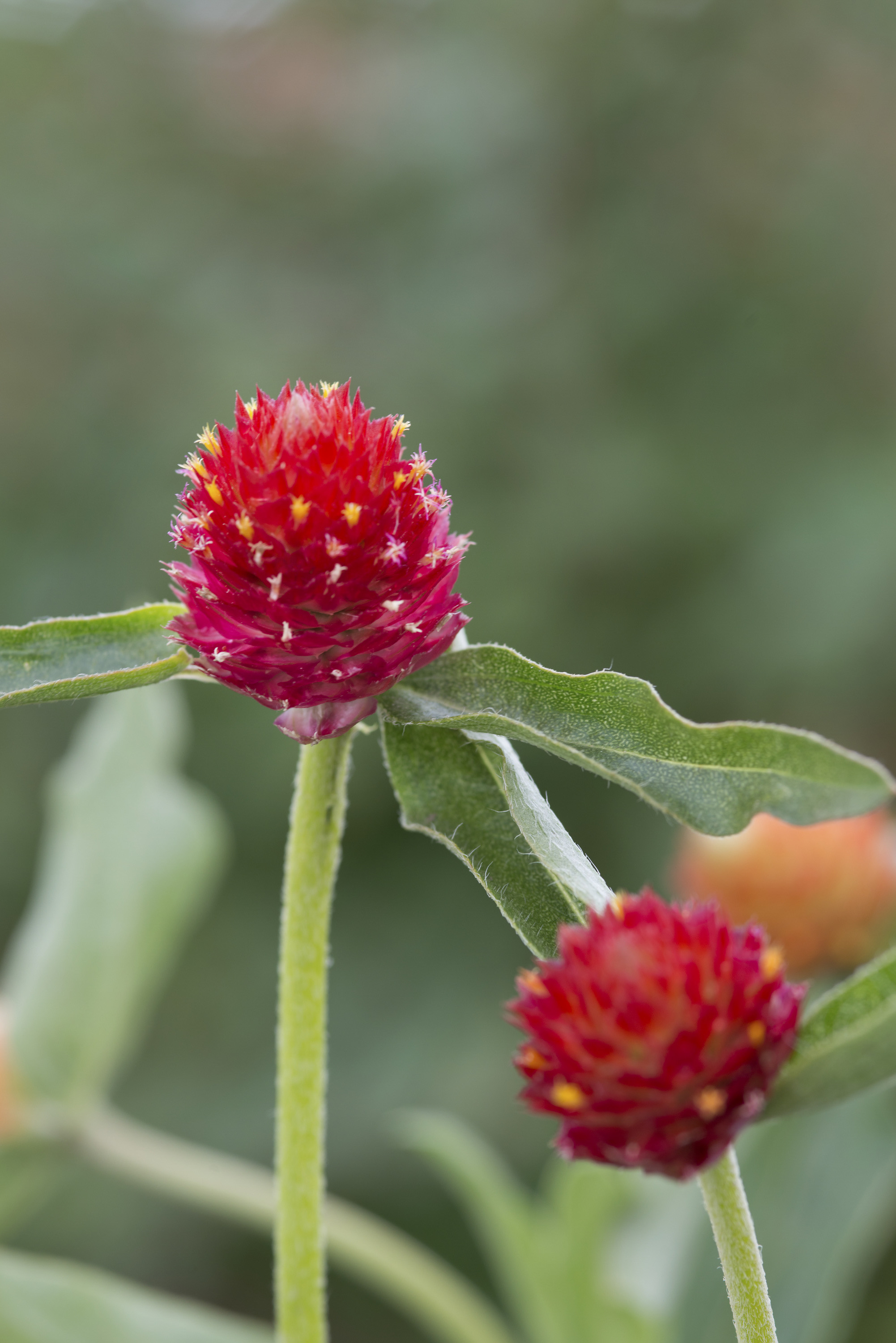Gomphrena Strawberry Fields