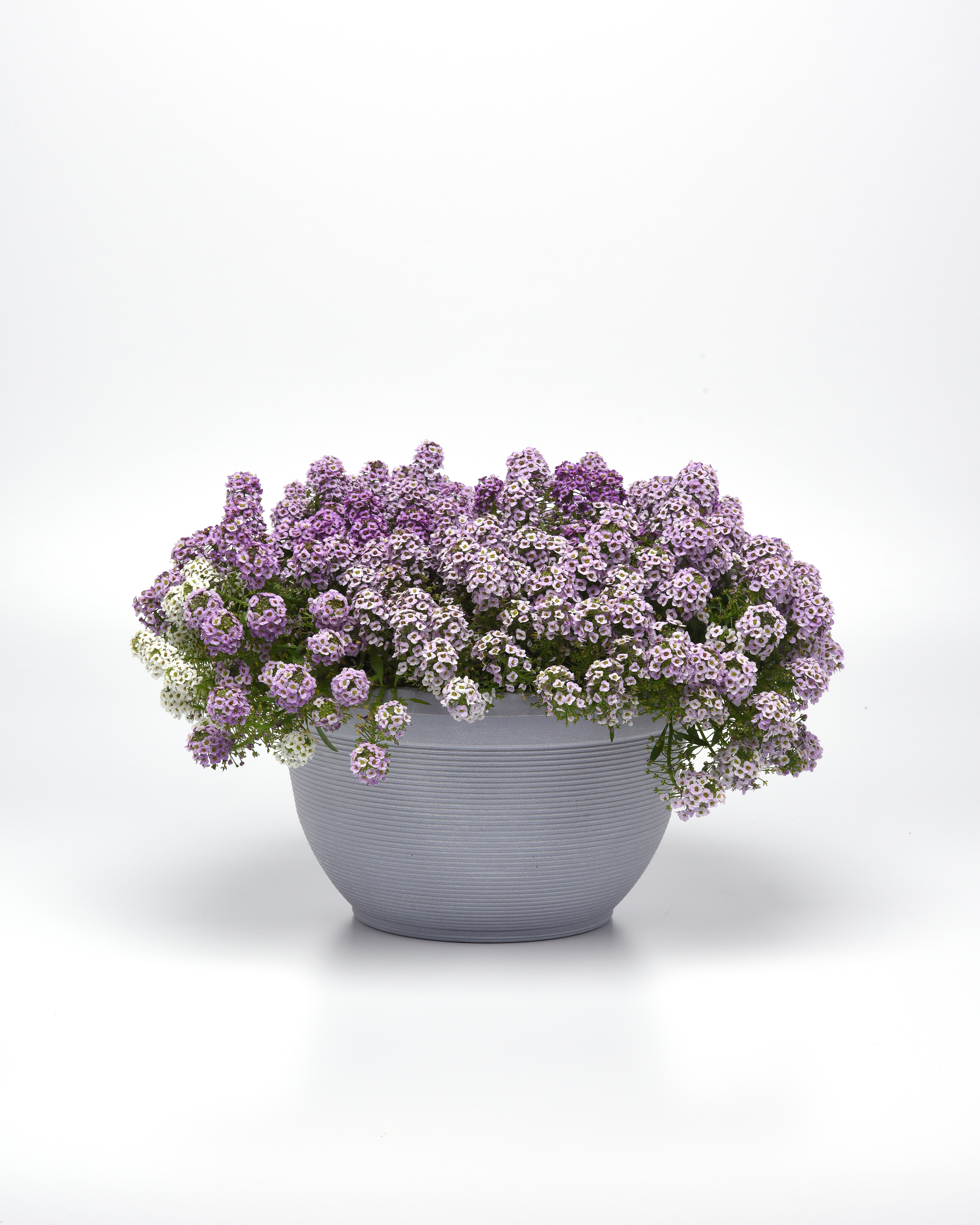 Alyssum Clear Crystal Lavender Shades