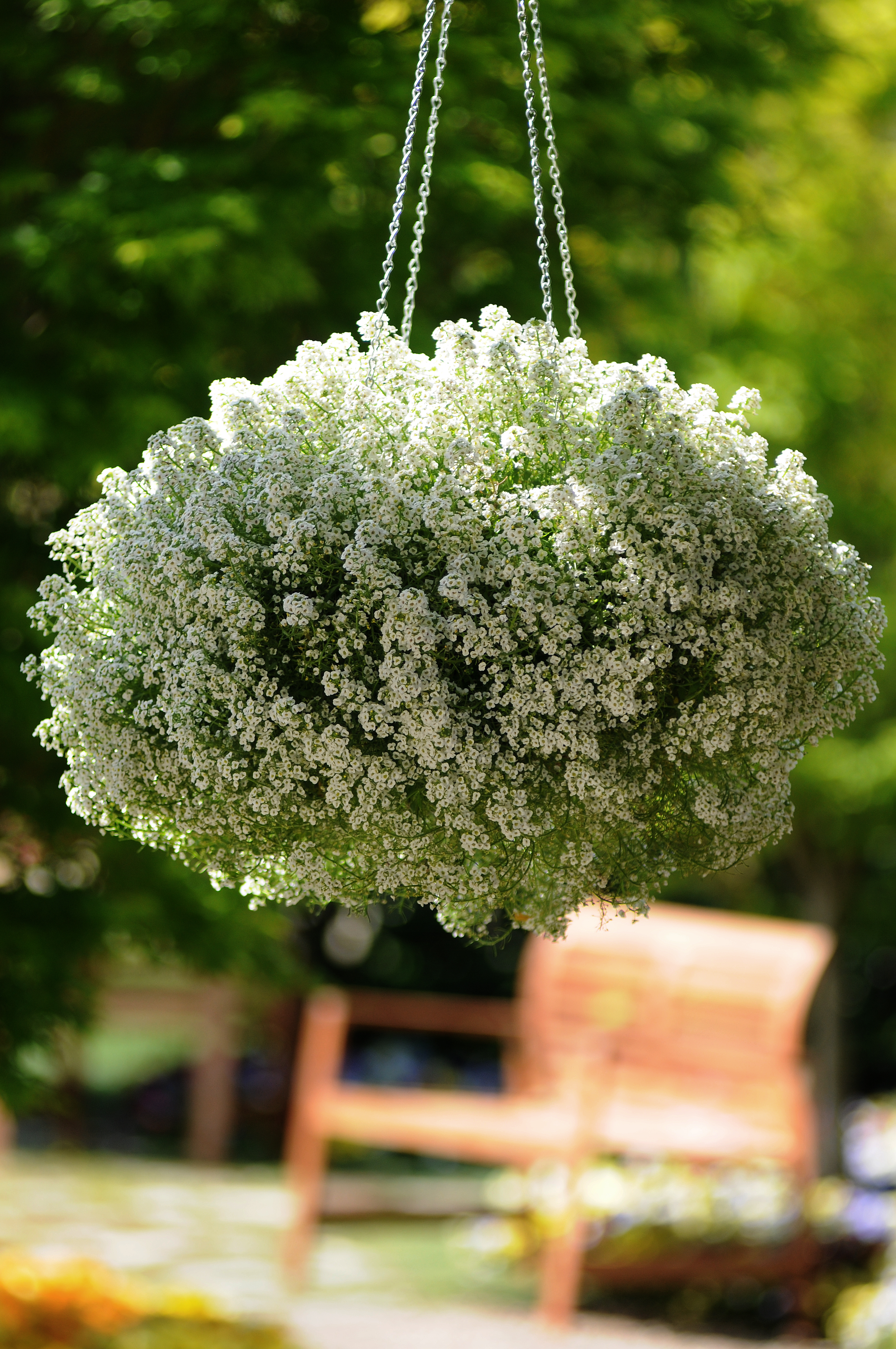 Alyssum Clear Crystal White