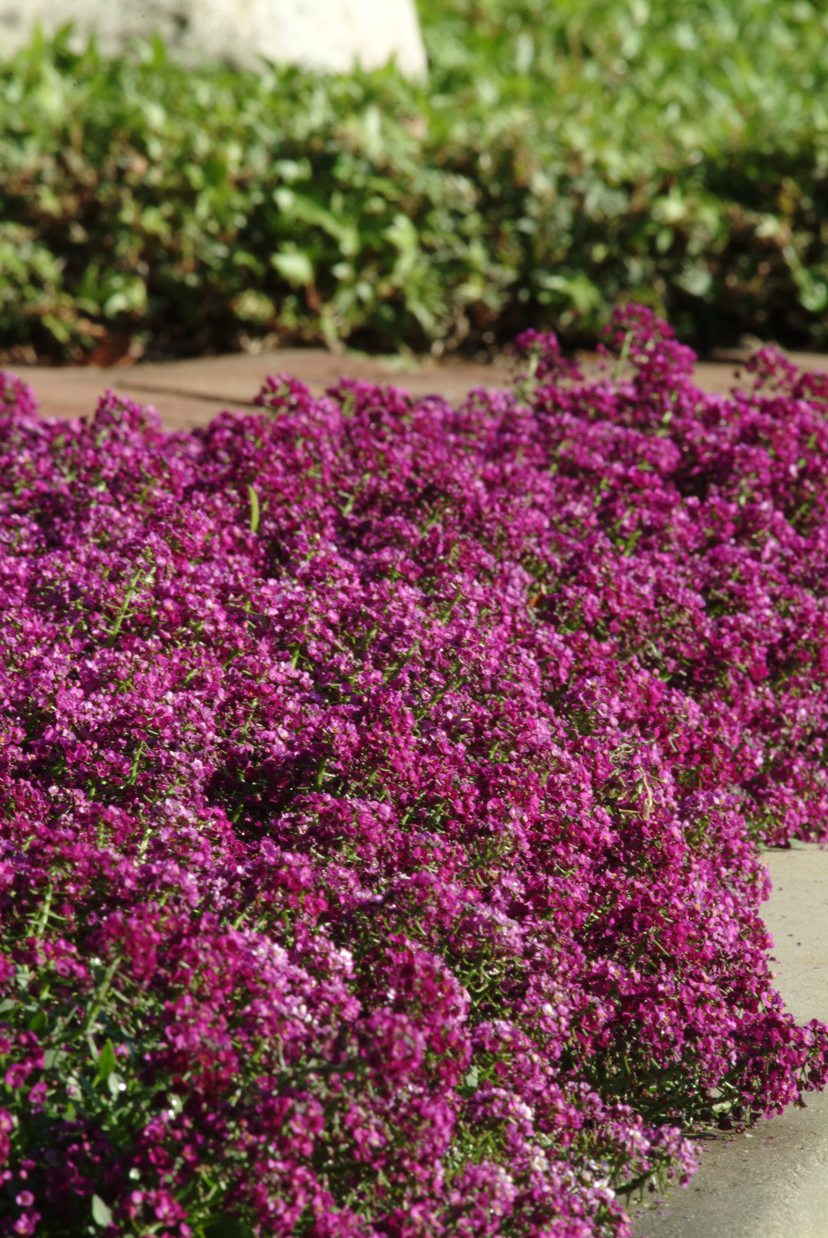 Alyssum Clear Crystal Purple Shades