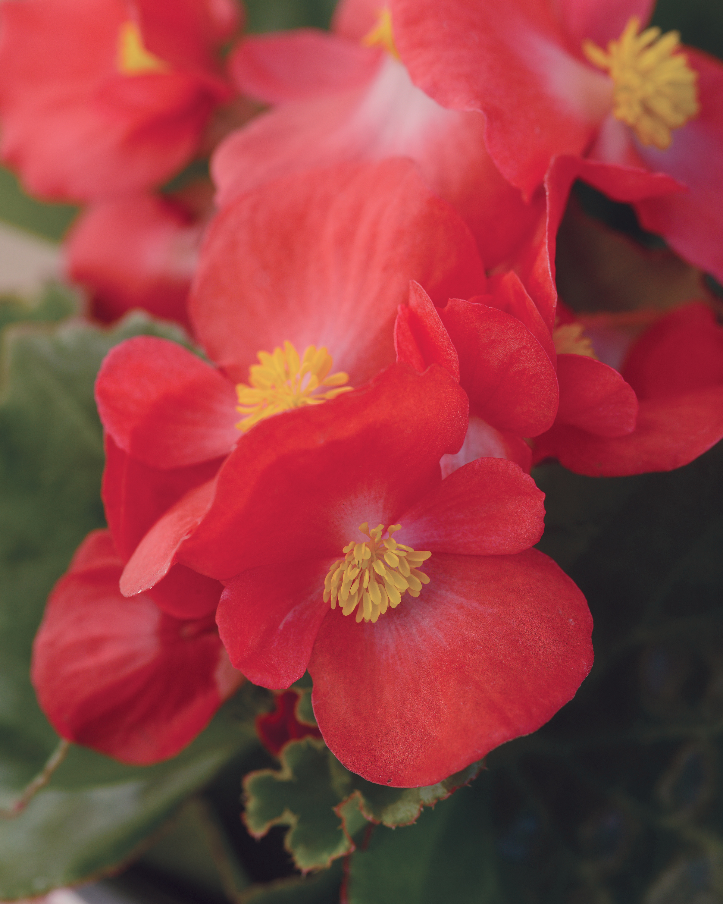 Begonia Baby Wing Red