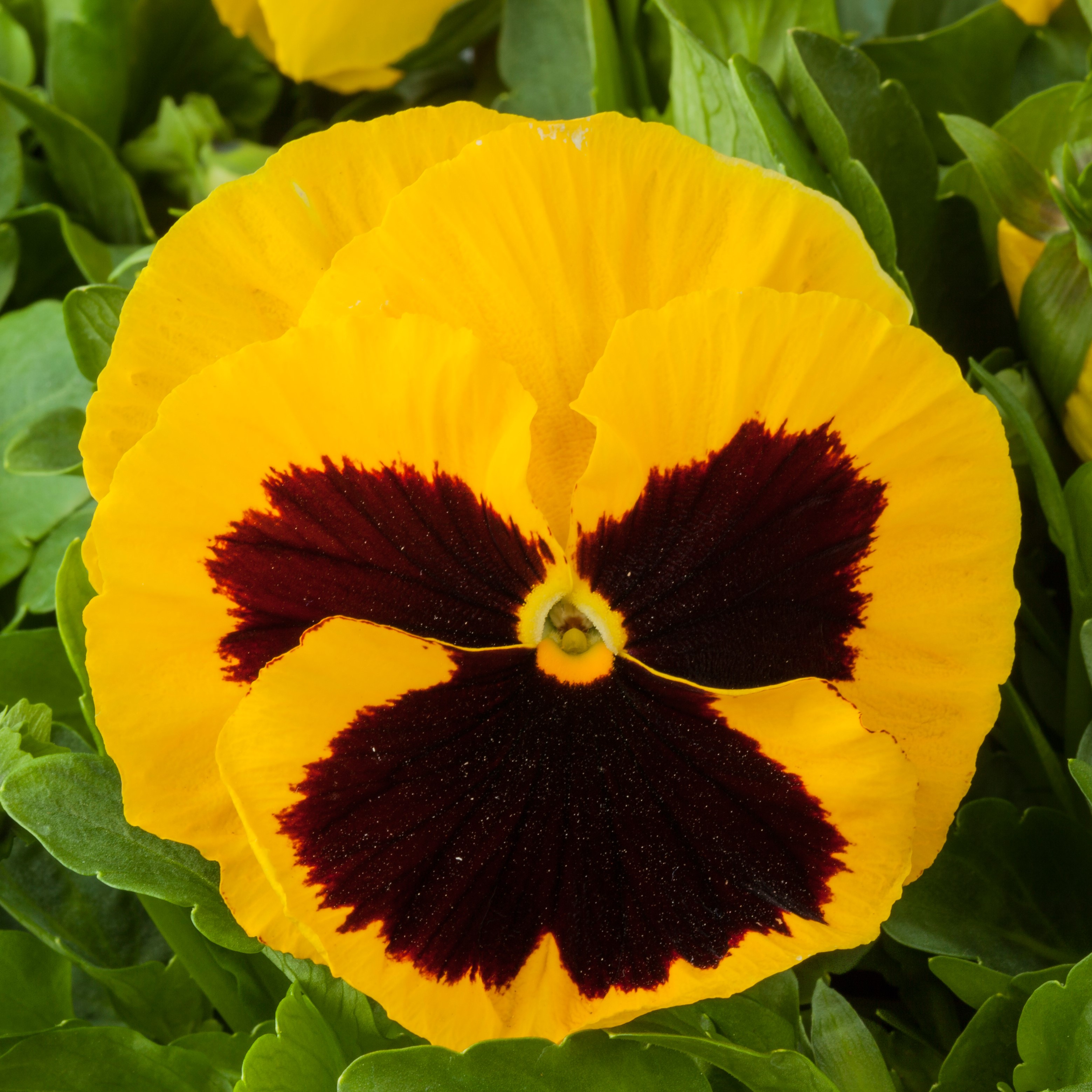 Pansy Yellow w/Blotch