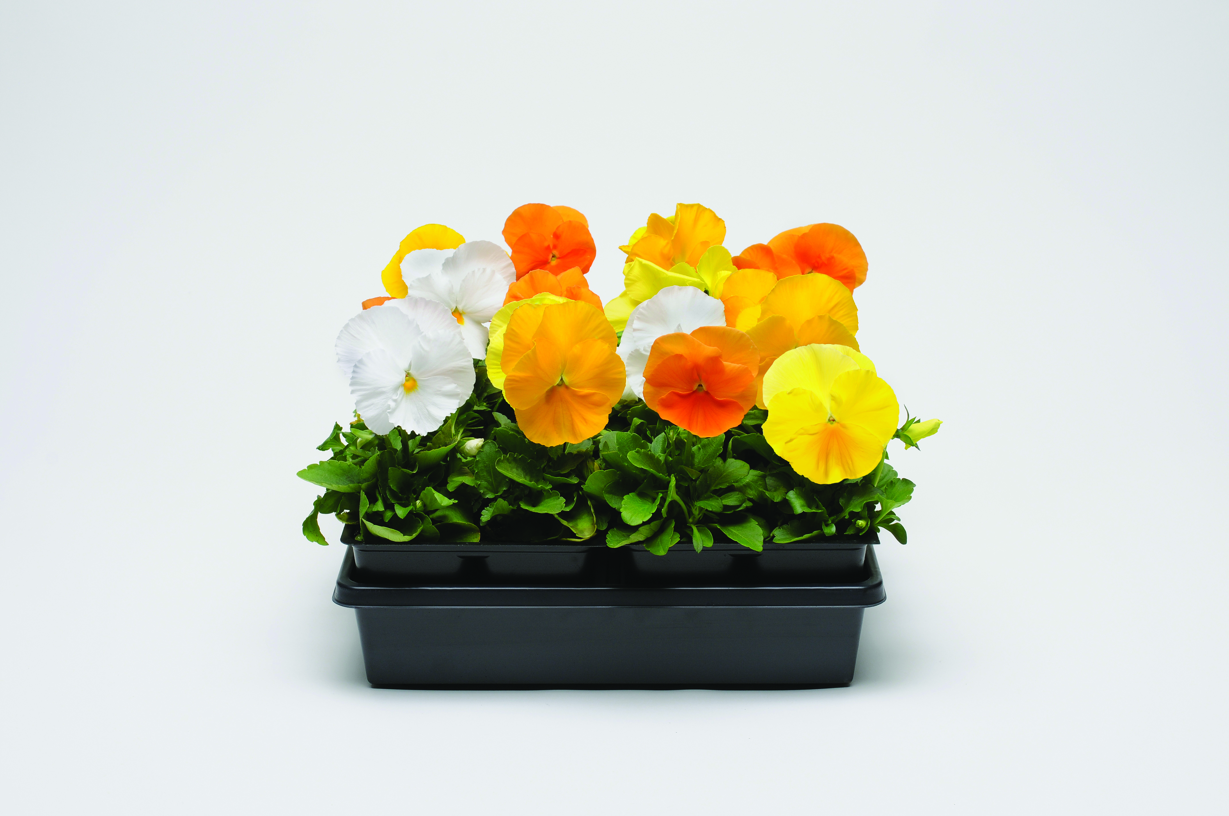 Pansy Citrus Mix