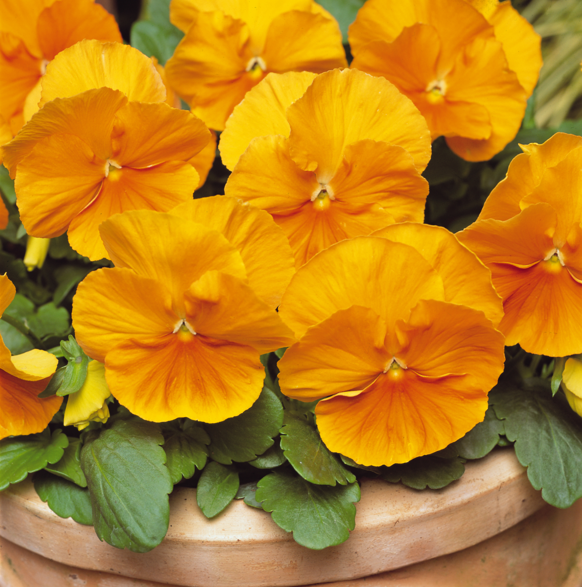 Pansy Pure Orange