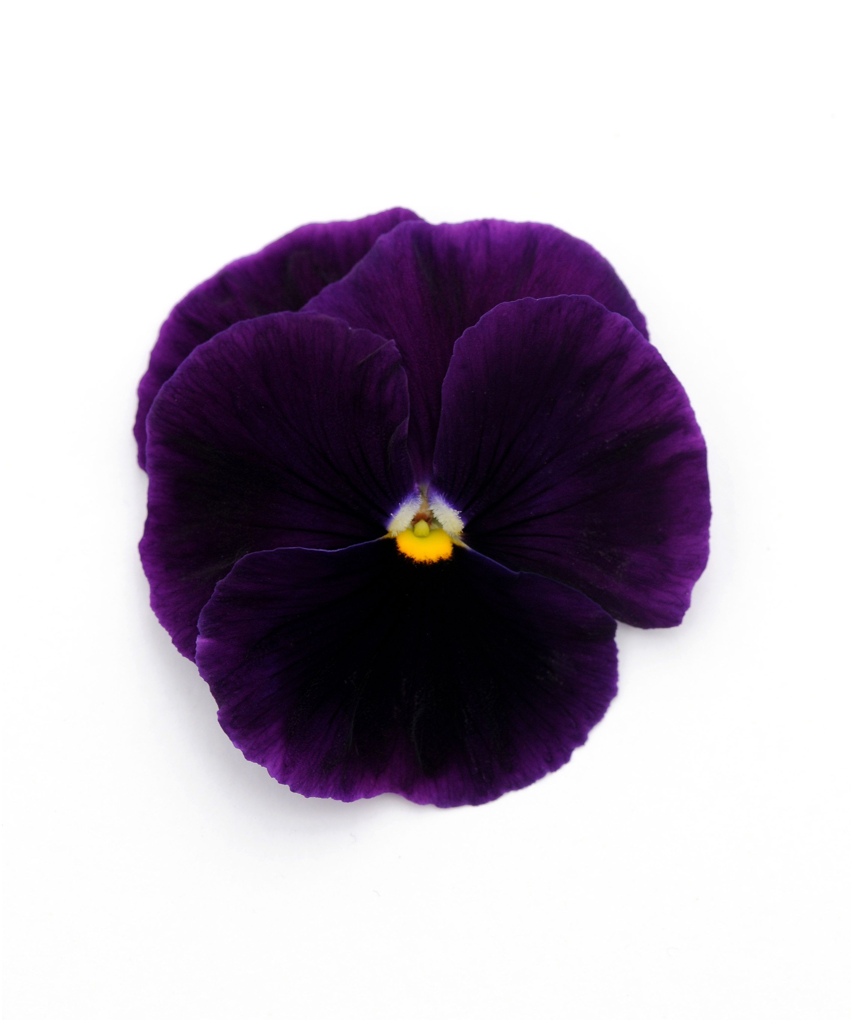 Pansy Pure Purple