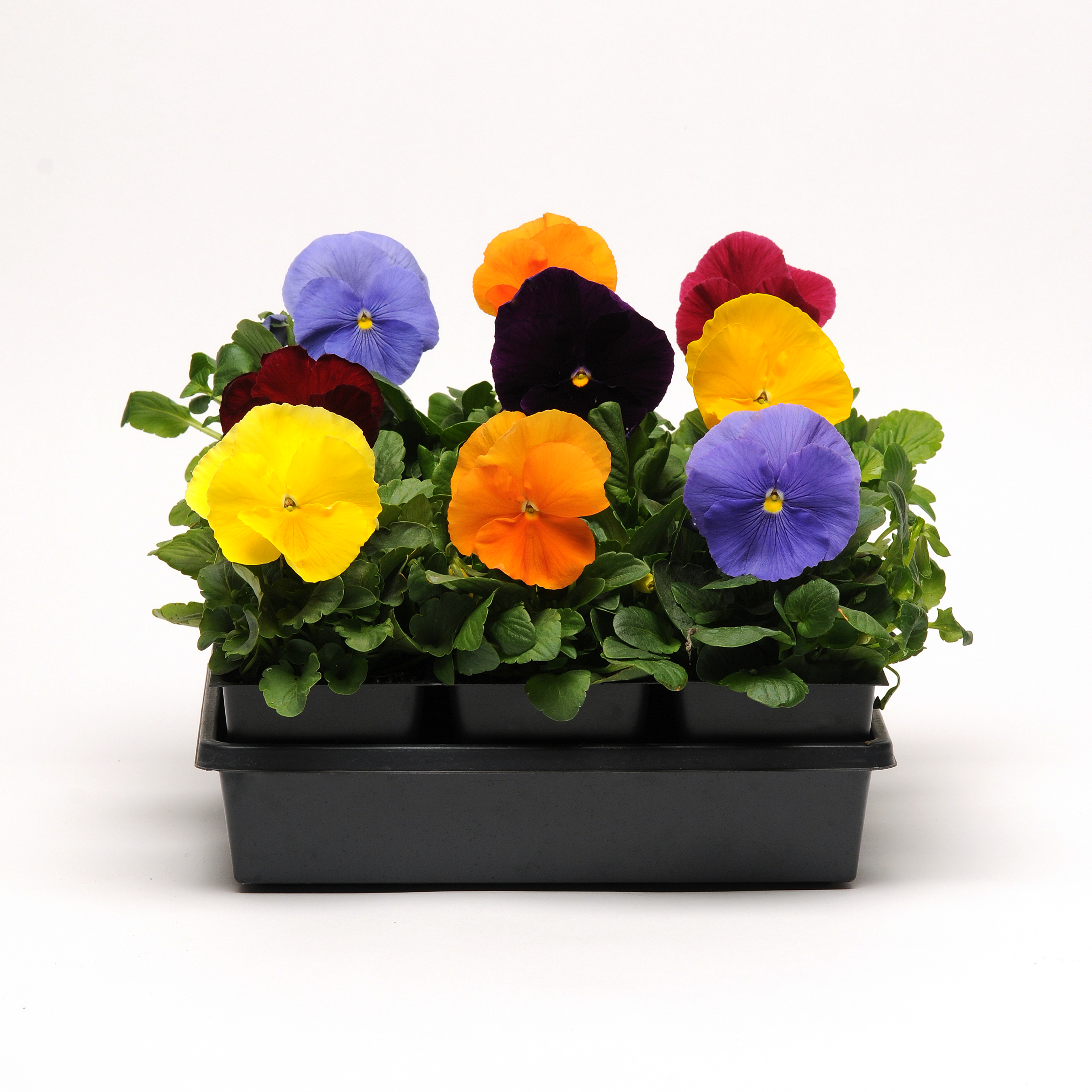 Pansy Jewels Mix