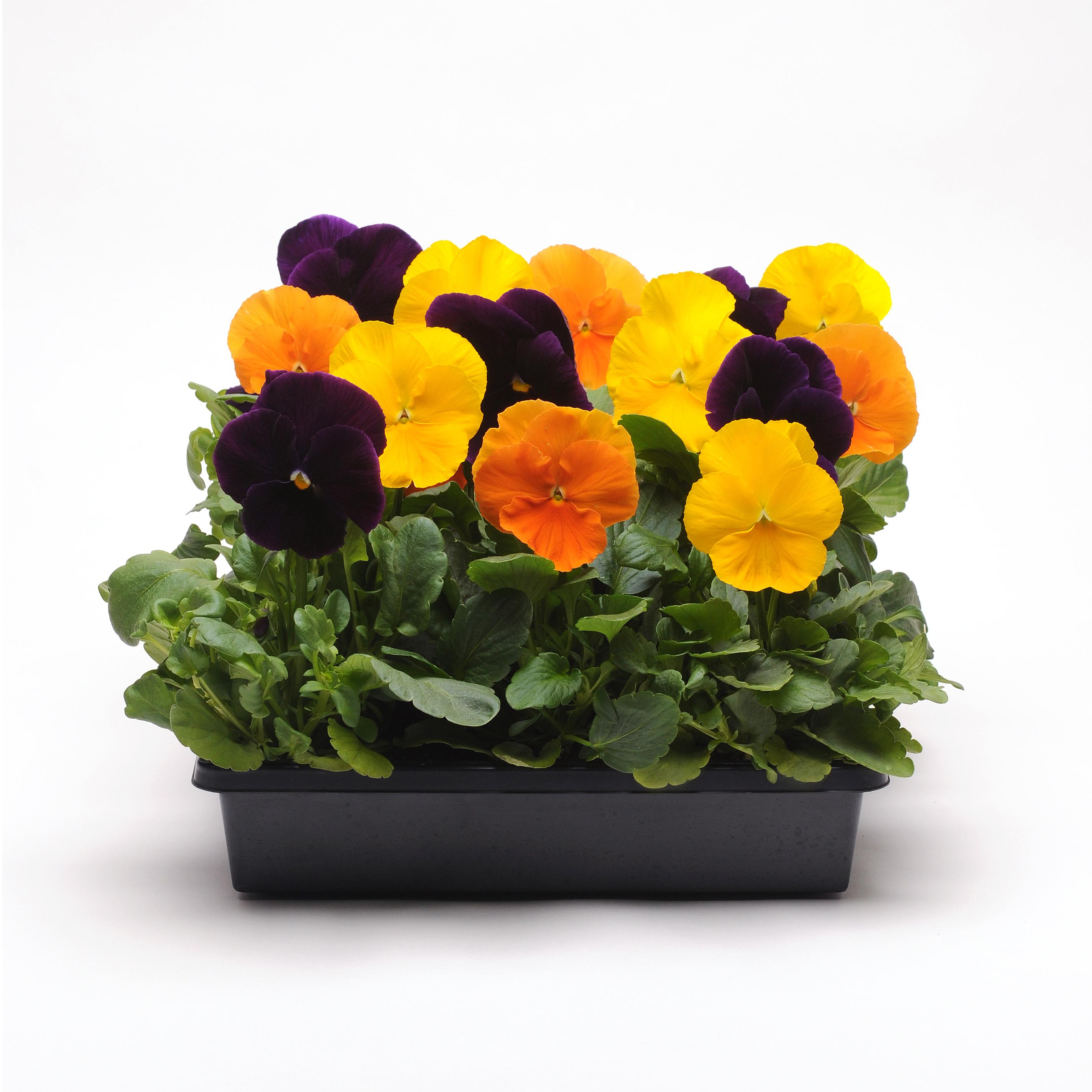 Pansy Harvest Mix