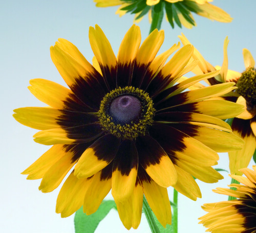 Rudbeckia Indian Summer