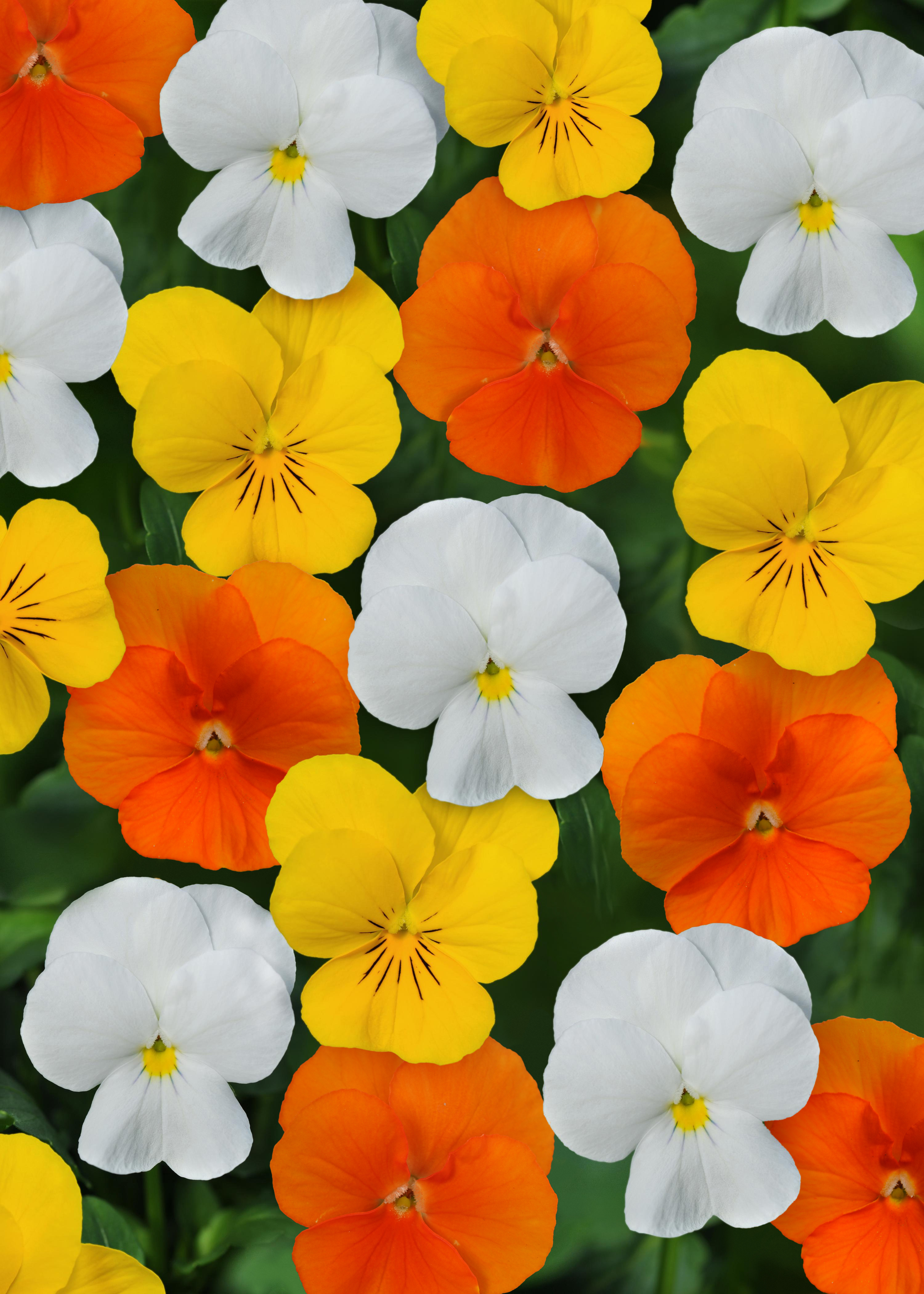 Viola Citrus Mix