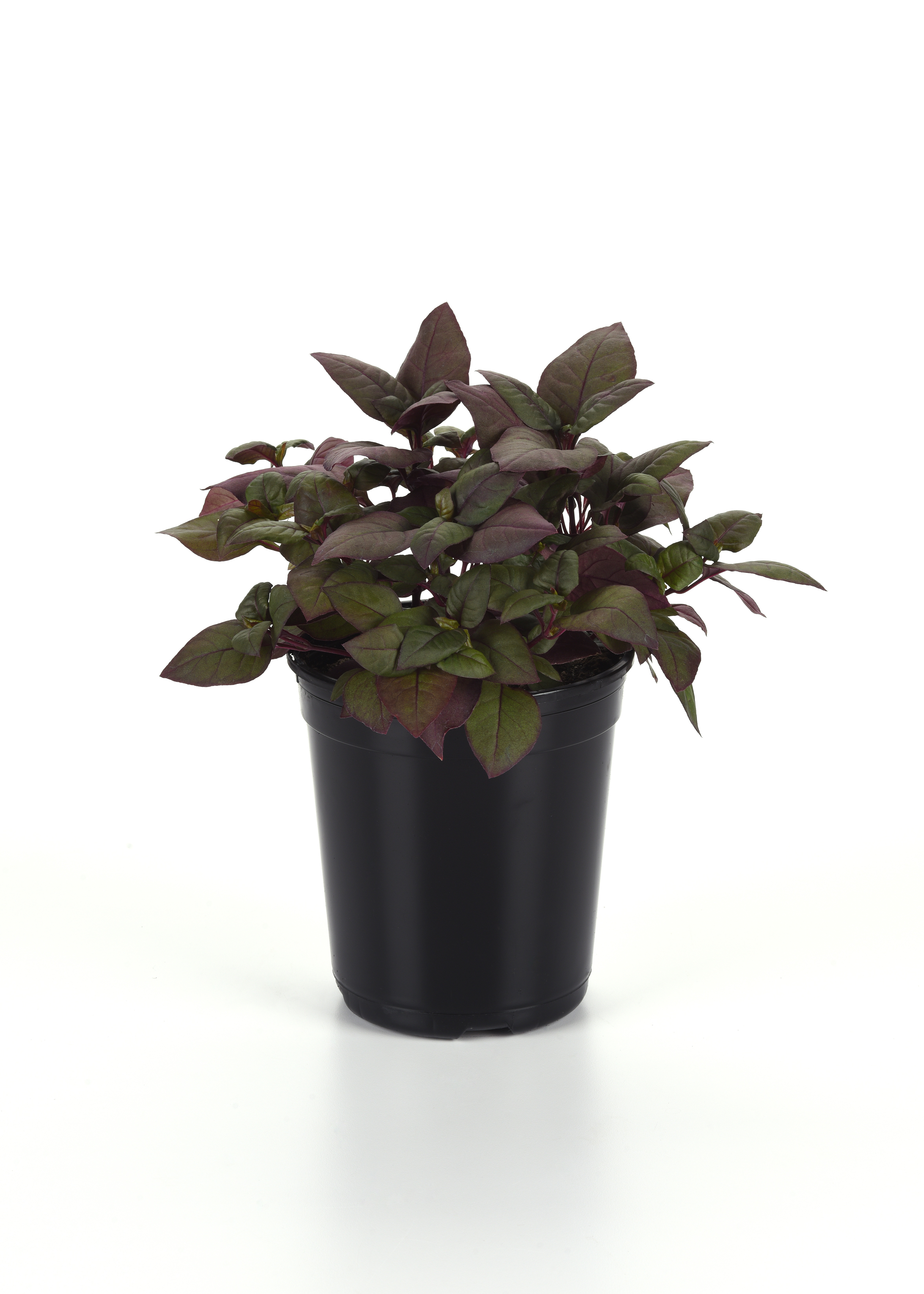 Alternanthera Purple Prince