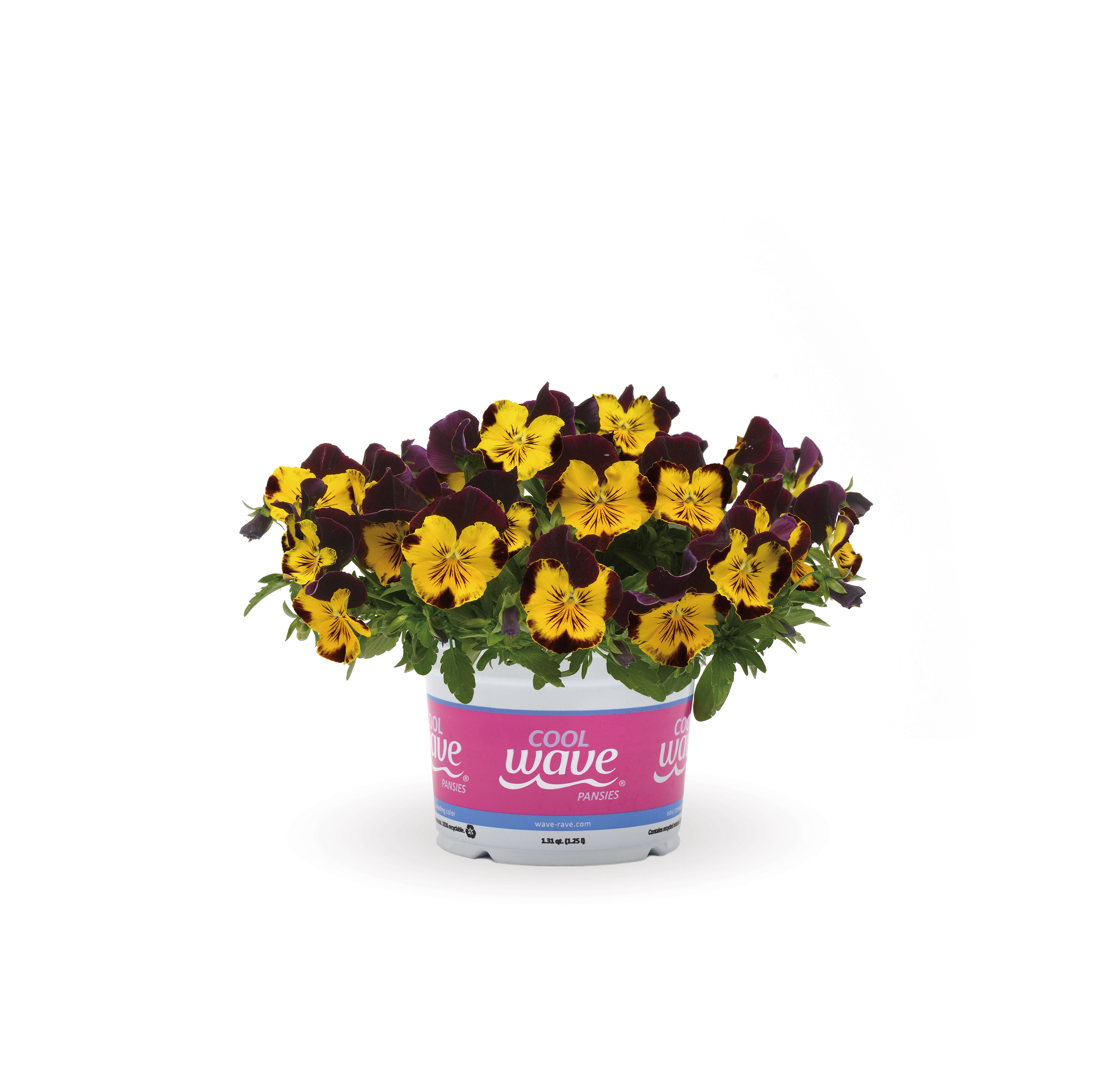 Pansy Sunshine & Wine