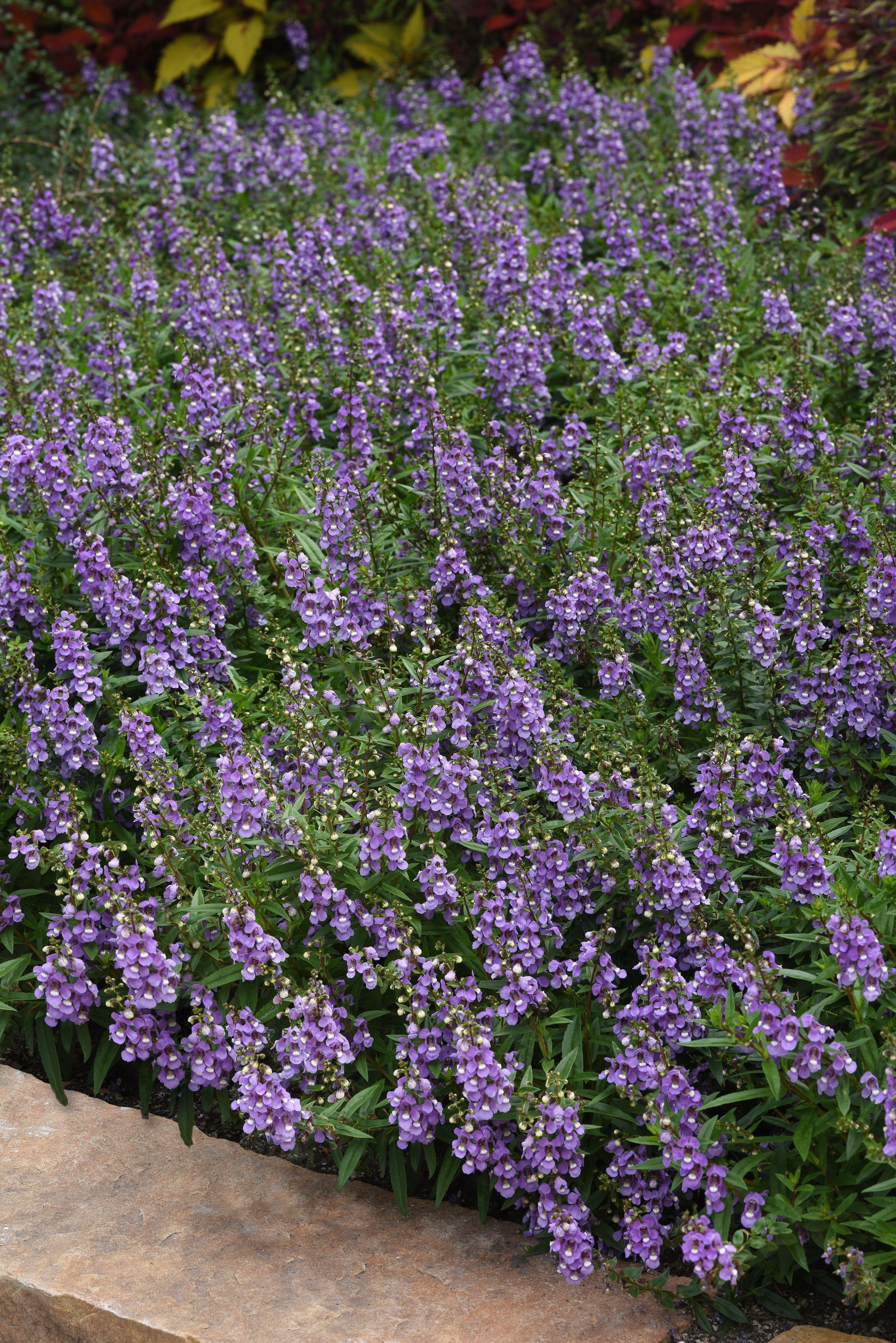 Angelonia Serenita Sky Blue