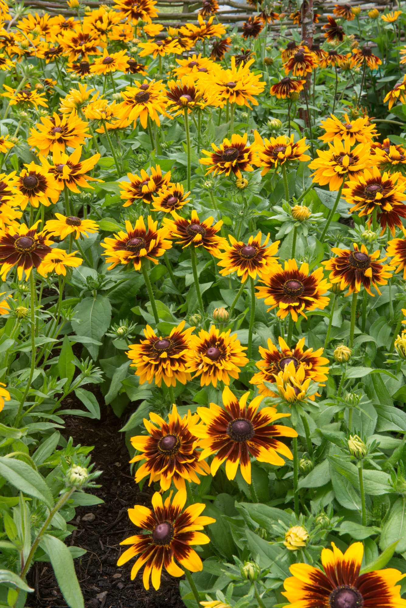 Rudbeckia Denver Daisy