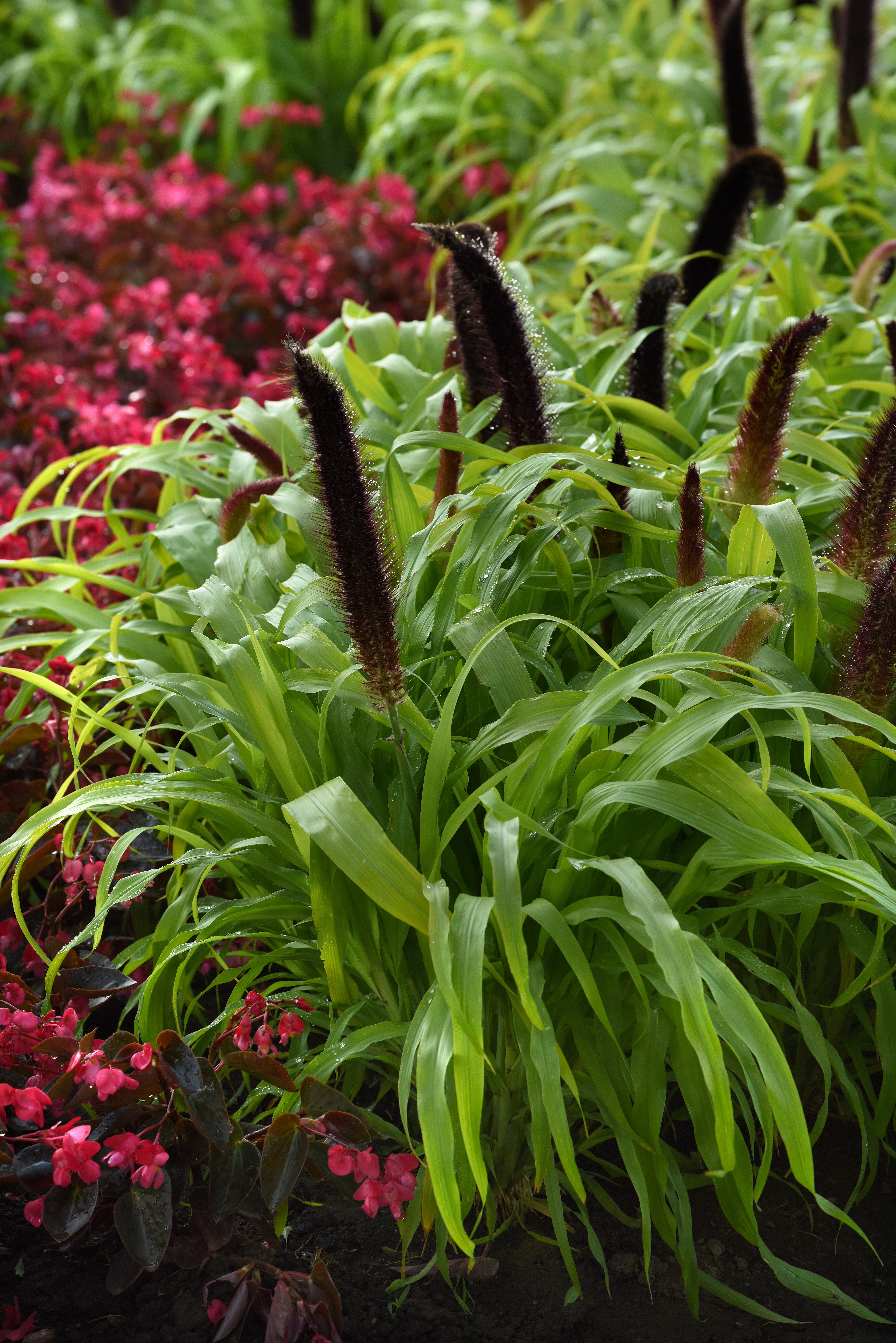 Ornamental Millet Jade Princess